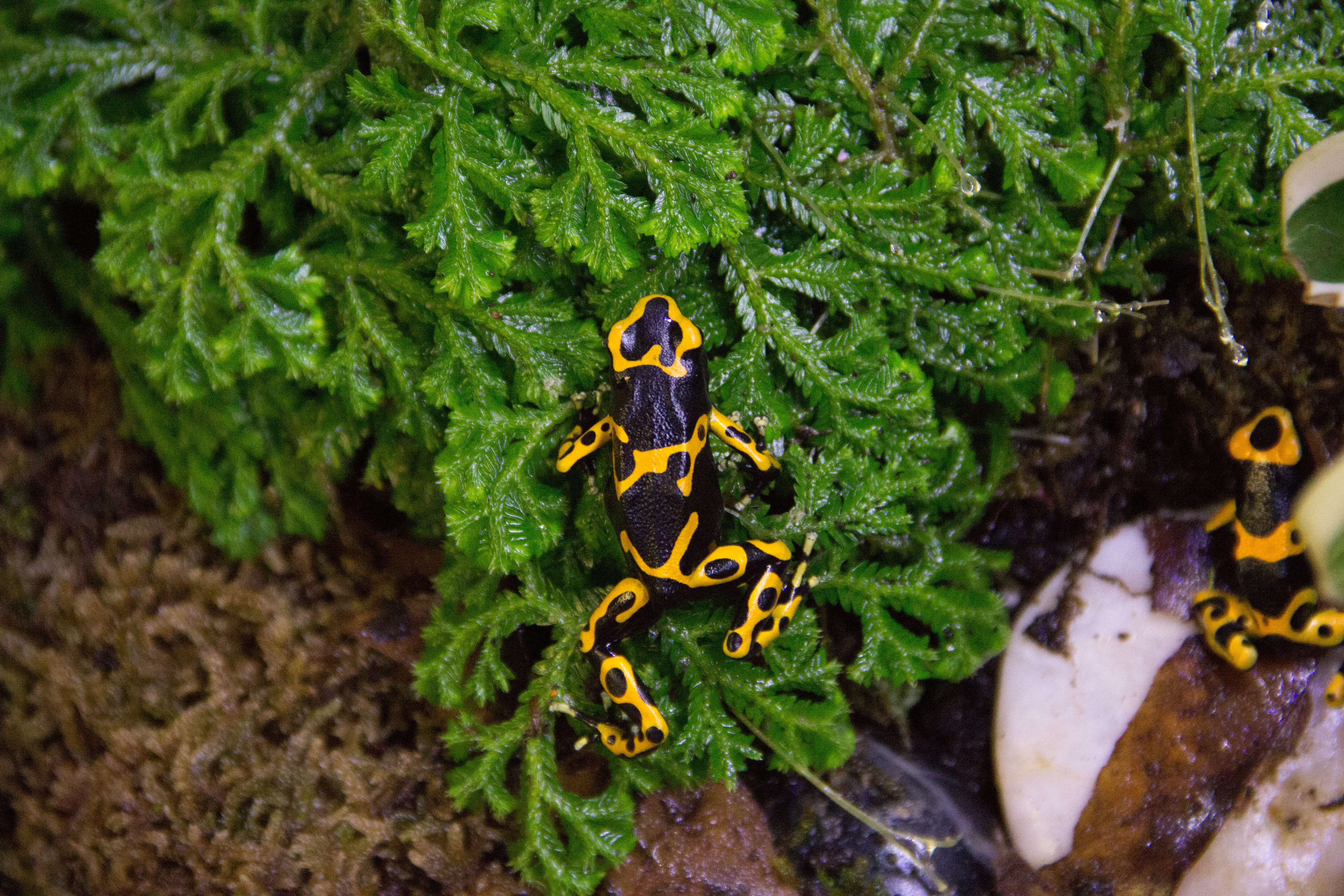 ecology, insect, plant part, day, close-up, terrarium, high angle view, small, poisonous, species, plant, tropical, poisonous frog, one animal, jungle, HD Wallpaper