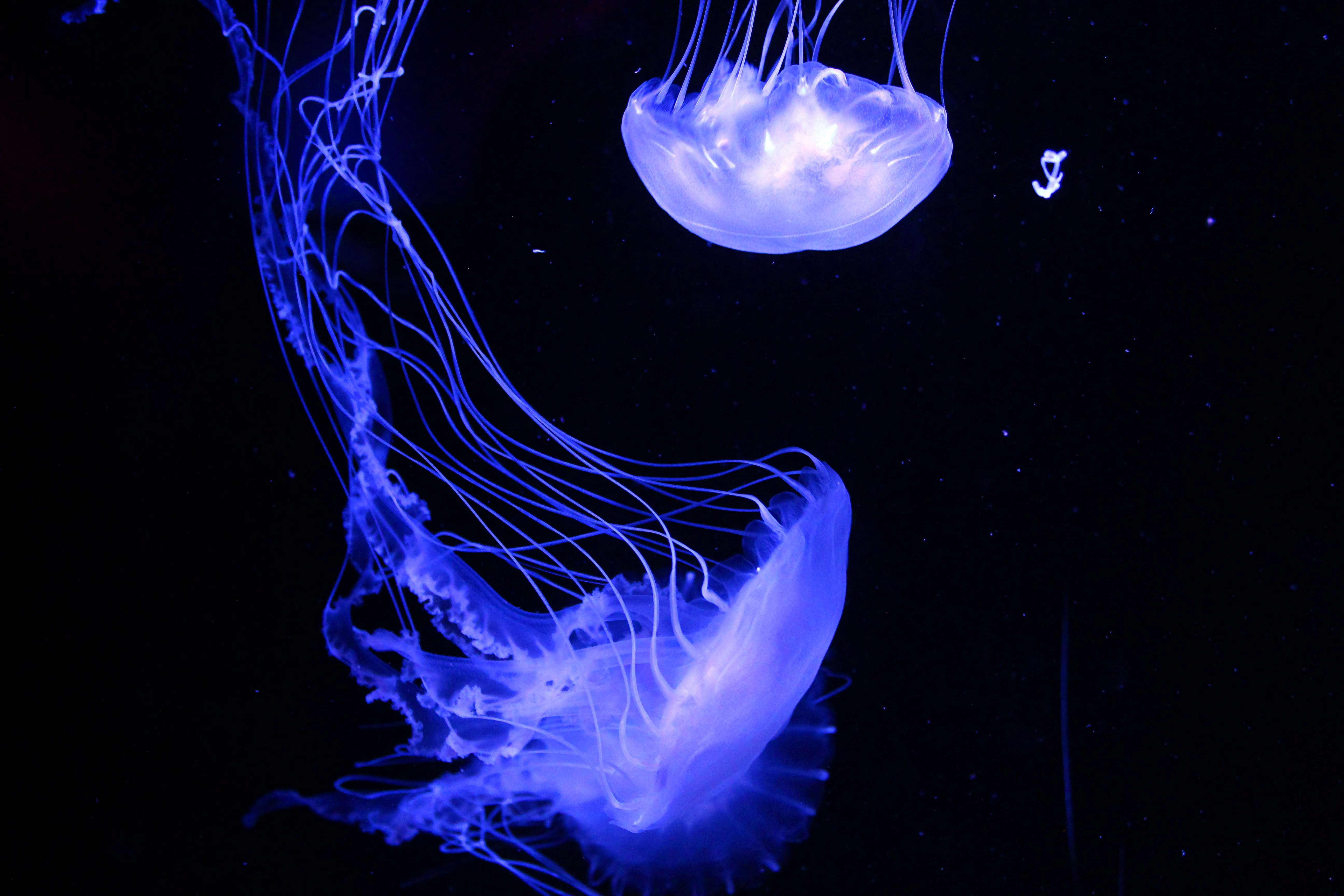 jelly, group of animals, technology, animal themes, undersea, black, aquarium, purple, fluorescent, tentacles, sea, light, ocean, floating on water, poisonous, HD Wallpaper