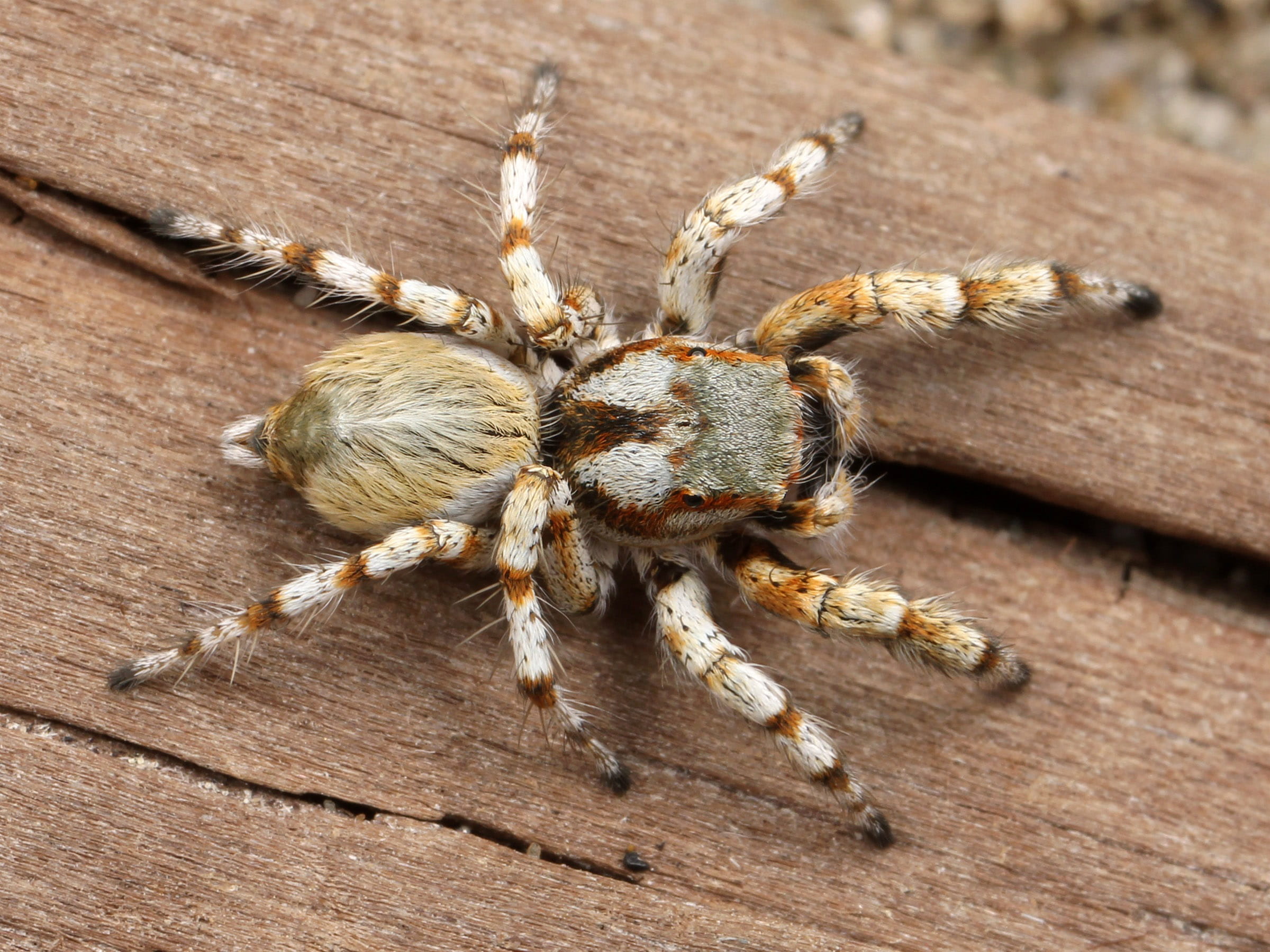 1080P, brown, invertebrate, Habronattus amicus, amicus, phobia, jumping, public domain, macro, bugs, nature, animals in the wild, poisonous, focus on foreground, HD Wallpaper