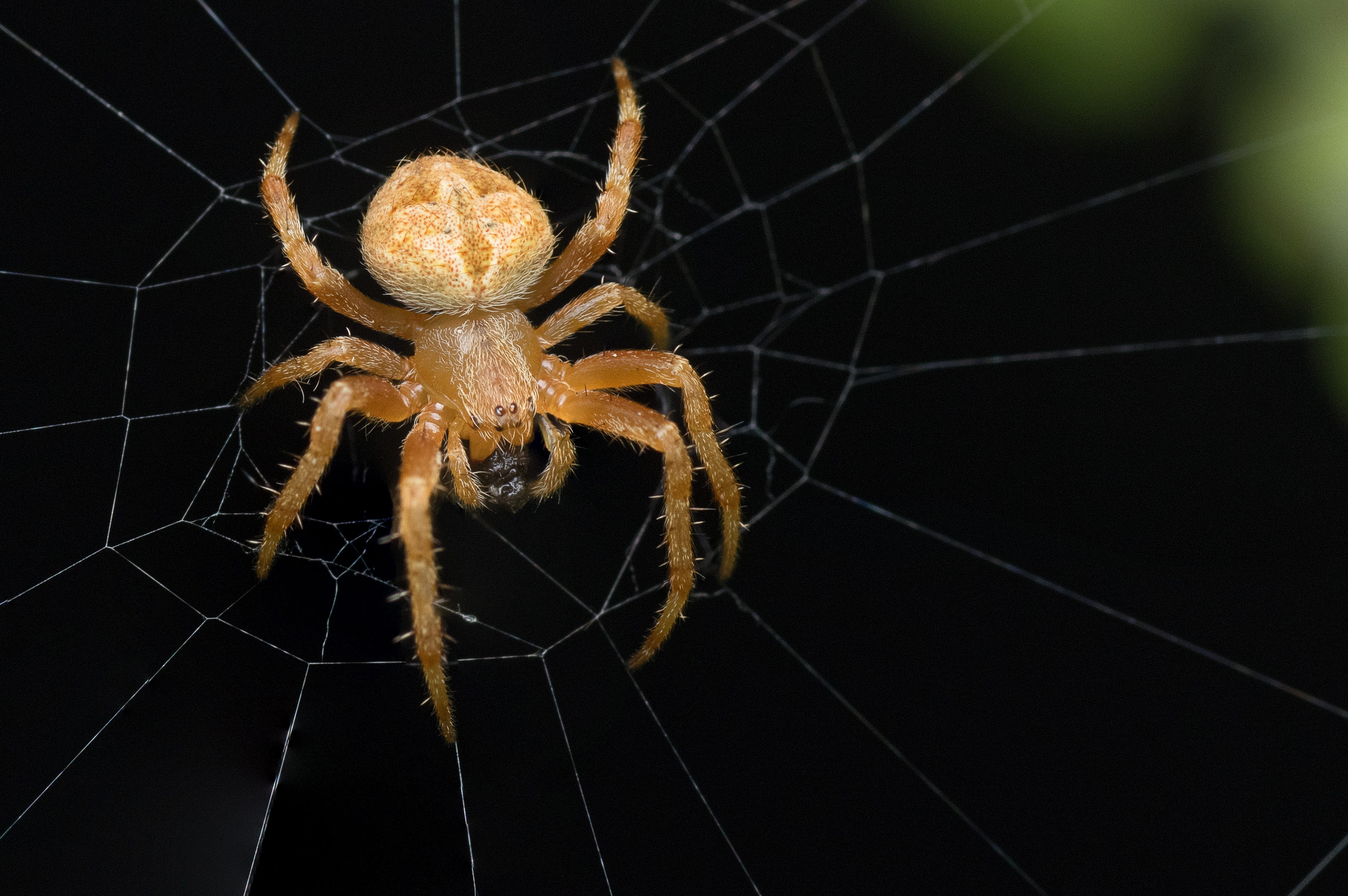 Spider, natural, invertebrate, Bug, animal body part, design, animals in the wild, spider web, 2K, nature, life, zoology, web, survival, macro, fragility, HD Wallpaper