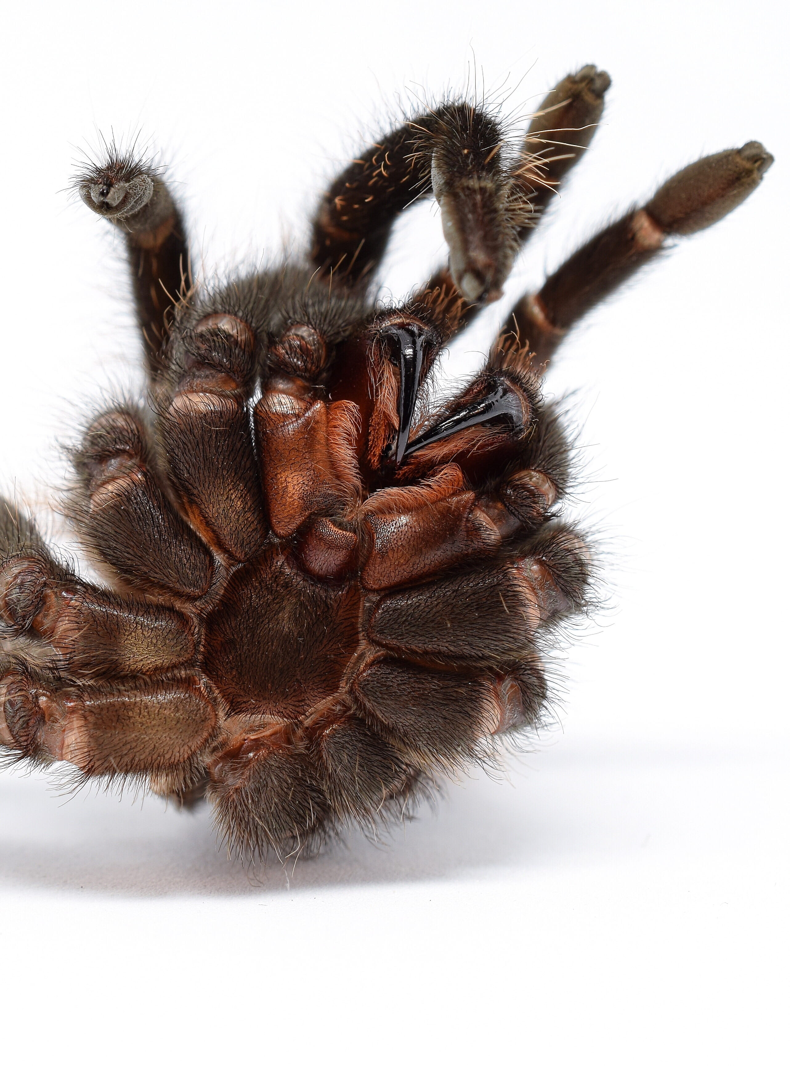 animal, fear, studio shot, mammal, macro, animal body part, invertebrate, animal leg, young animal, nature, animal themes, animals in the wild, pet, web spider, Phone HD Wallpaper