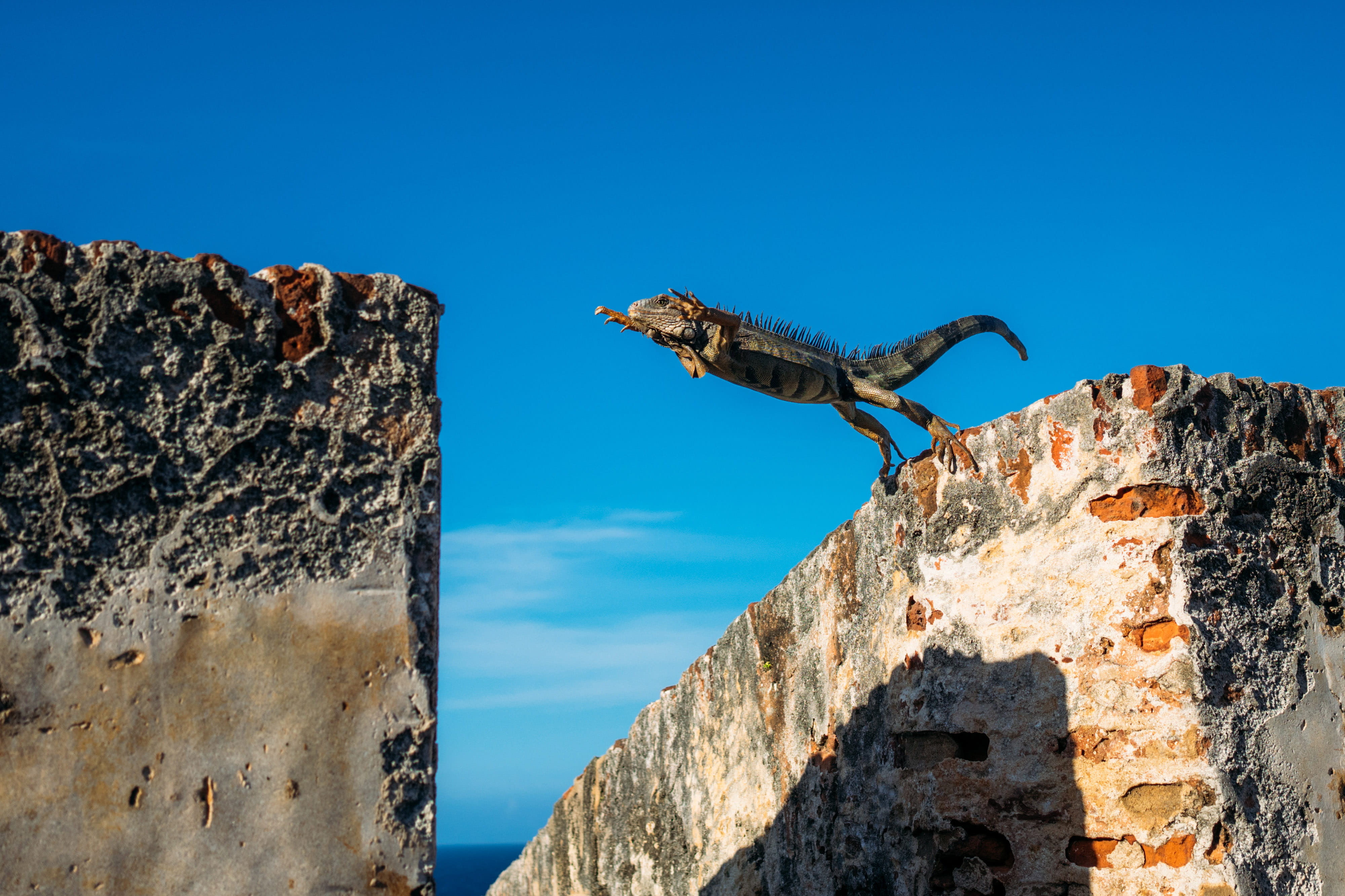 animals in the wild, animal wildlife, san juan, rock, rock - object, Iguana, low angle view, building, leaping, rico, nature, San Juan, 4K, solid, animal, HD Wallpaper