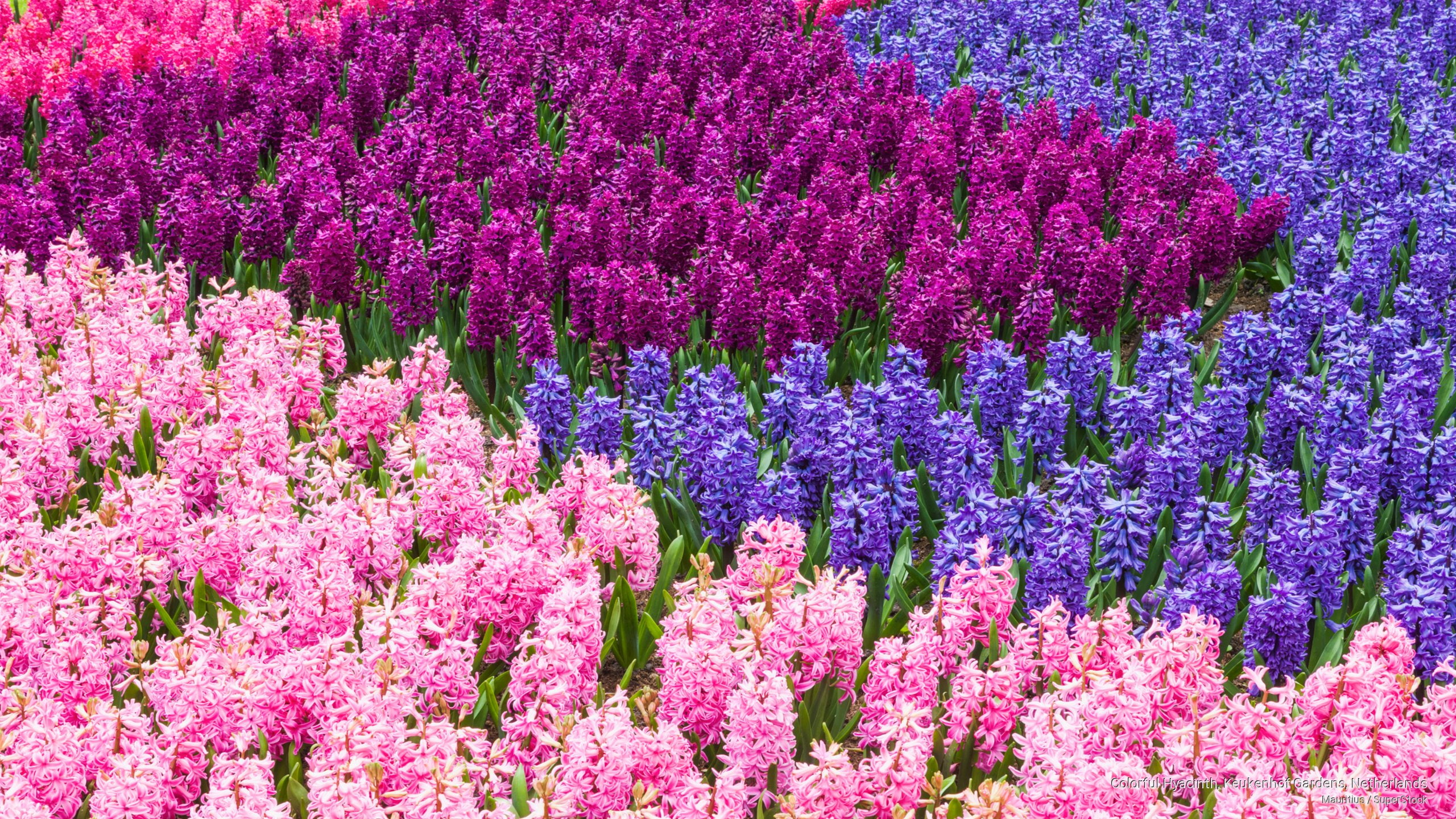2K, keukenhof, colorful, gardens, netherlands, hyacinth, Flowers/Gardens, HD Wallpaper