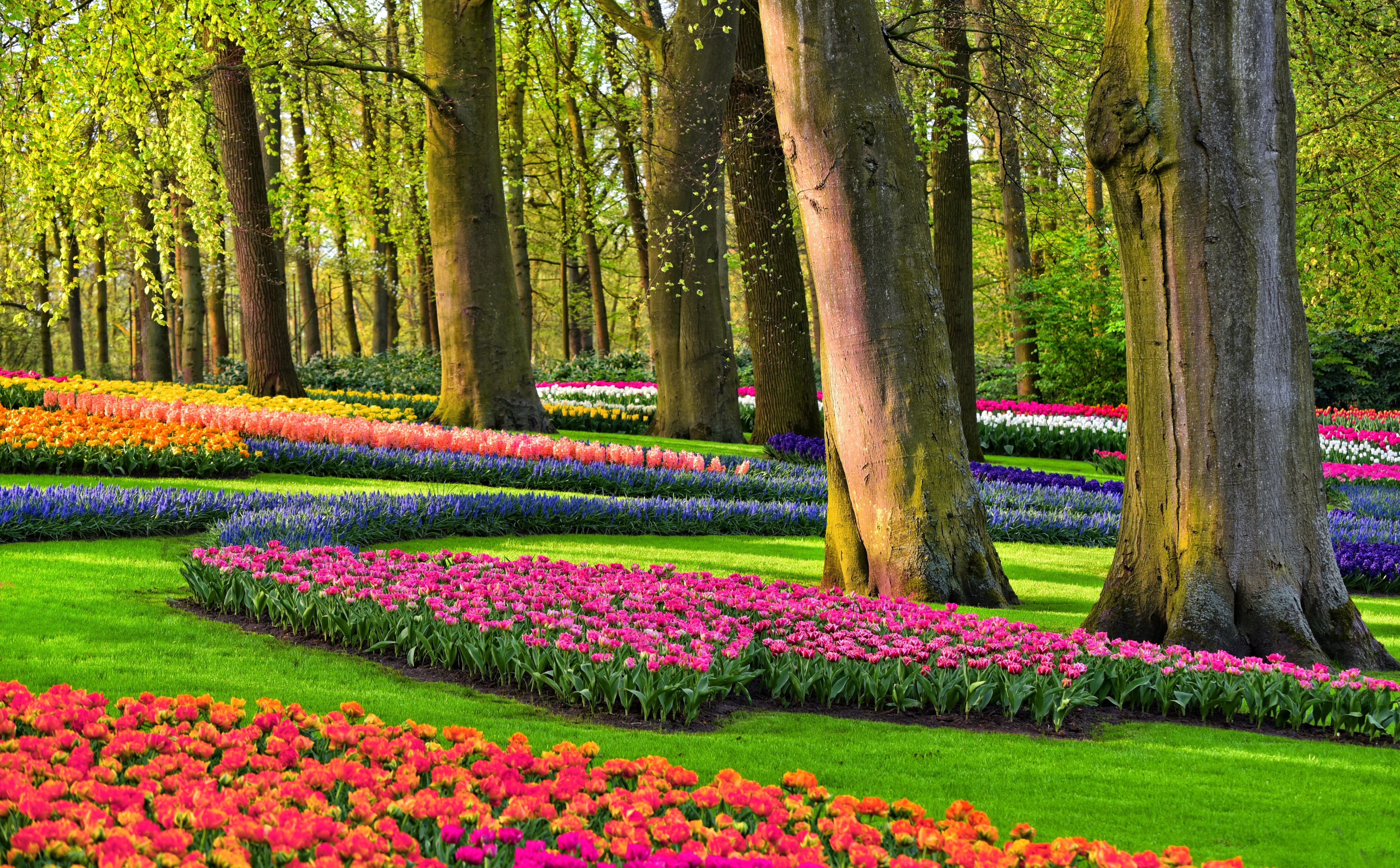 beauty in nature, tranquility, flowerbed, freshness, Colors, Spring, flowering plant, 5K, landscaping, trunk, dutch, tulip, ornamental garden, tree, Netherlands, HD Wallpaper