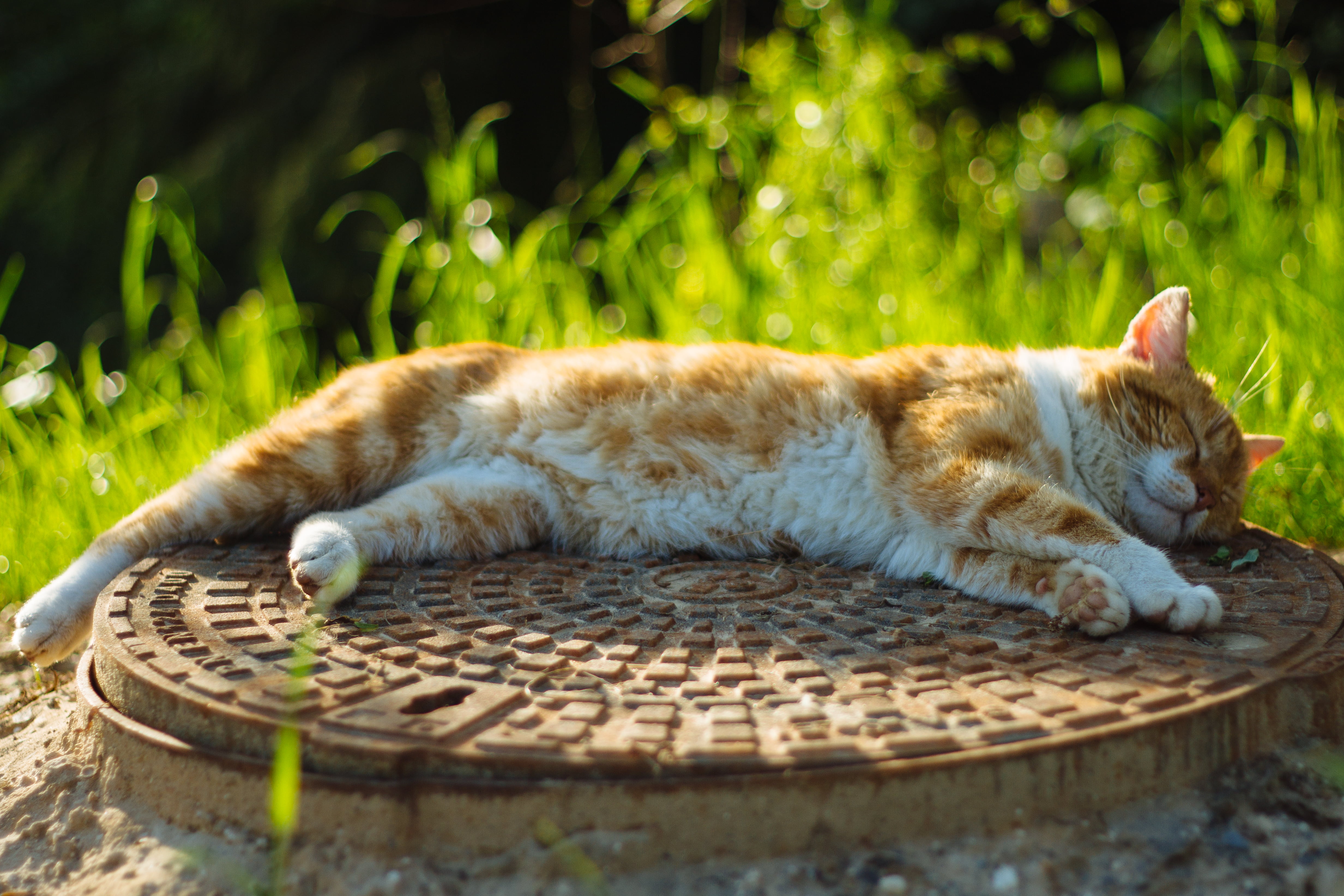 bokeh, nature, kitten, photo, domestic Animals, feline, poland, canon_7d, outdoors, domestic Cat, summer, brown, mammal, pura, pets, lying, surface, tabby, HD Wallpaper