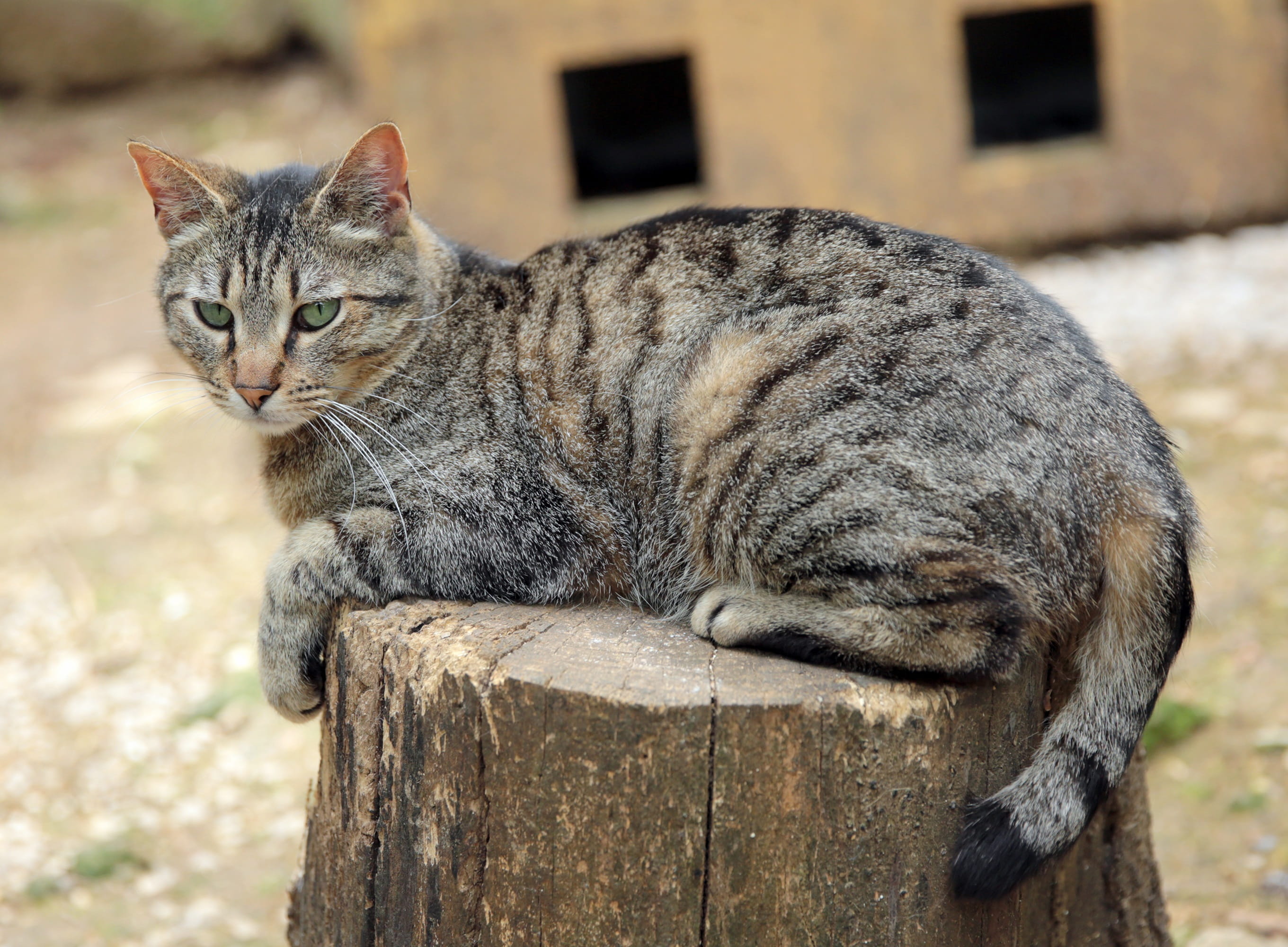 feline, close-up, short, grey, mammal, whisker, domestic Animals, fur, focus on foreground, tabby, coated, kitty, day, wood - material, one animal, no people, HD Wallpaper