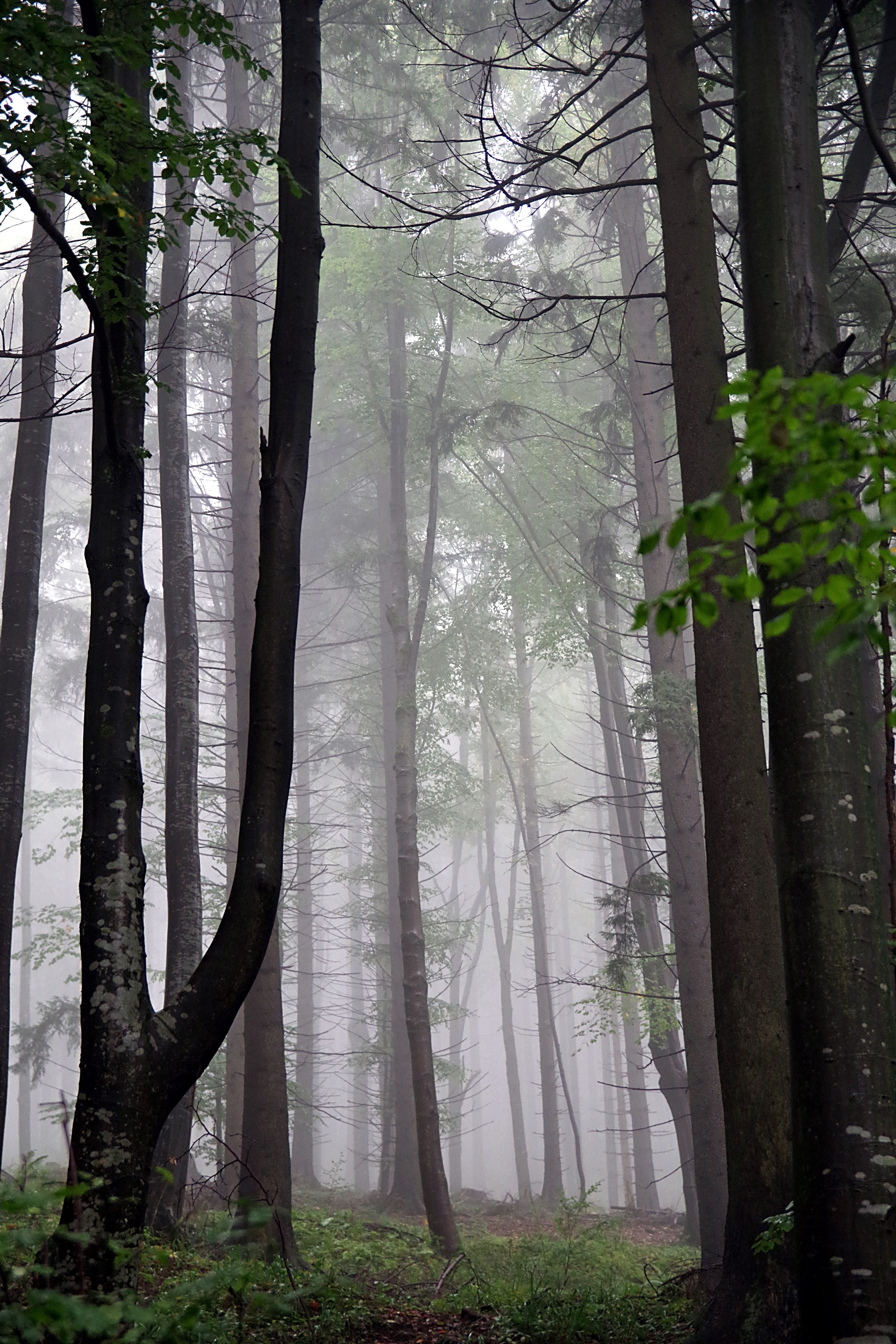 cloudy, no people, beauty in nature, spruce, scenics - nature, non-urban scene, dark, woodland, rosa, the fog, rainy, mystery, rain, tranquility, trees, Phone HD Wallpaper
