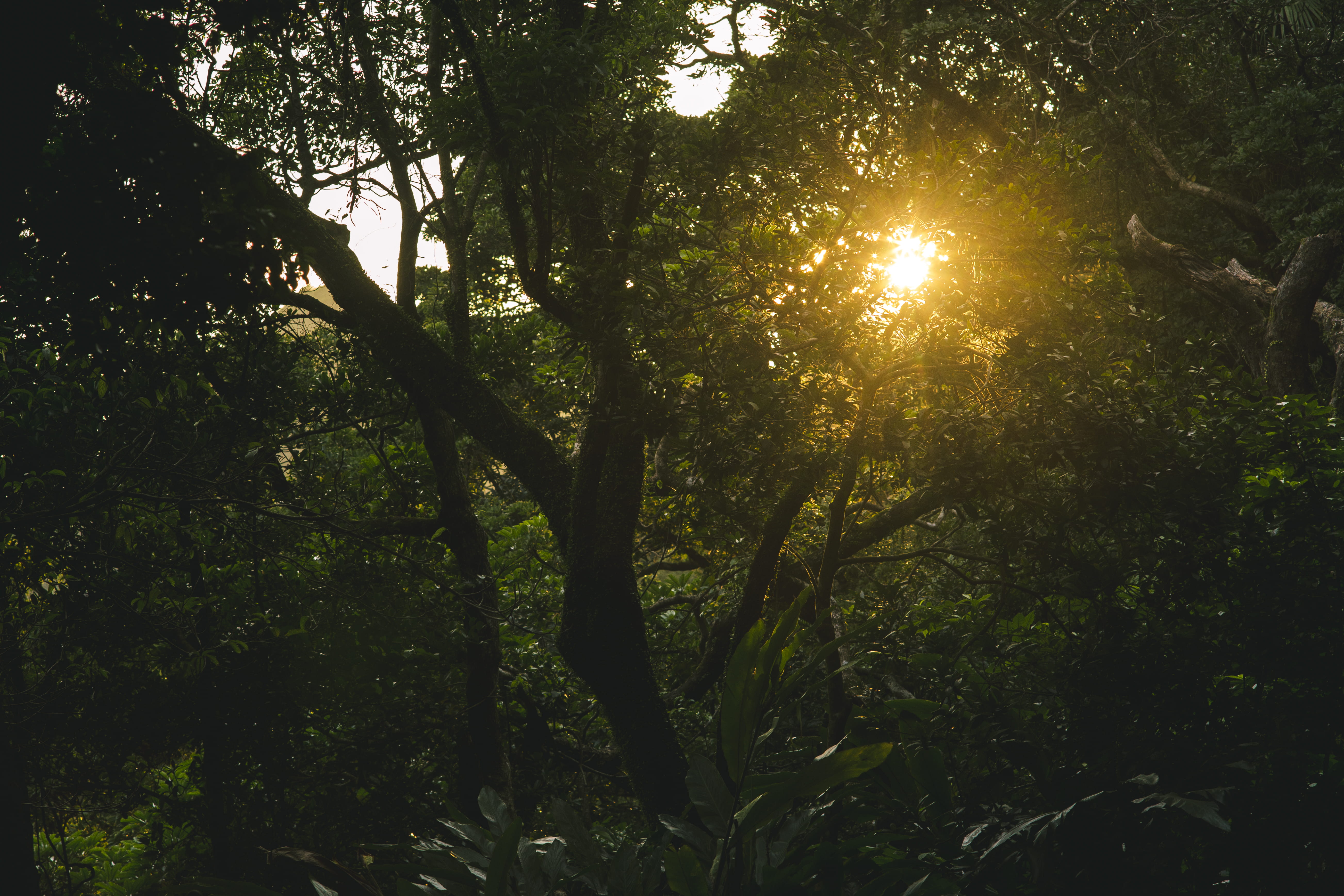 nature, scenics - nature, sunrays, plant, branch, environment, lens flare, non-urban scene, backlit, forest, no people, land, sunset, season, woods, tranquility, HD Wallpaper