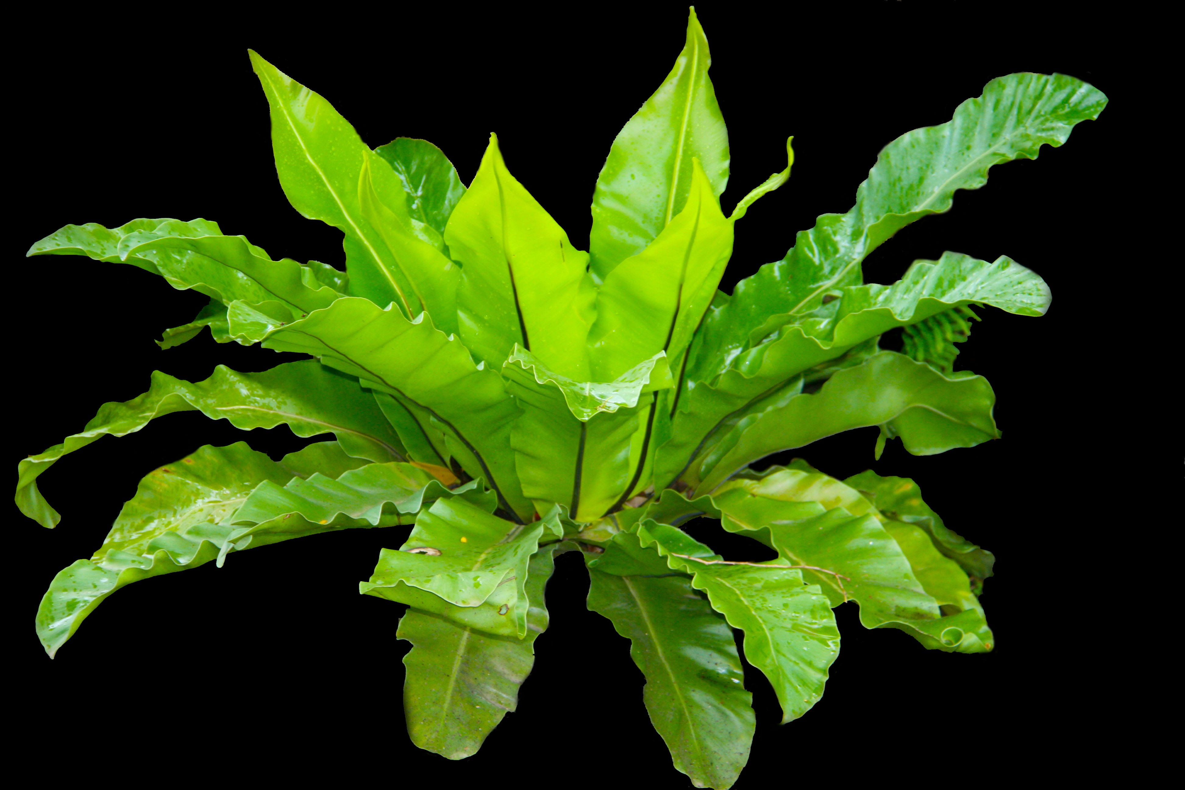 indoors, close-up, natural, green color, kadaka, water, wilderness, vegetable, food and drink, studio shot, food, night, 4K, wild, jungle, forest, green, HD Wallpaper
