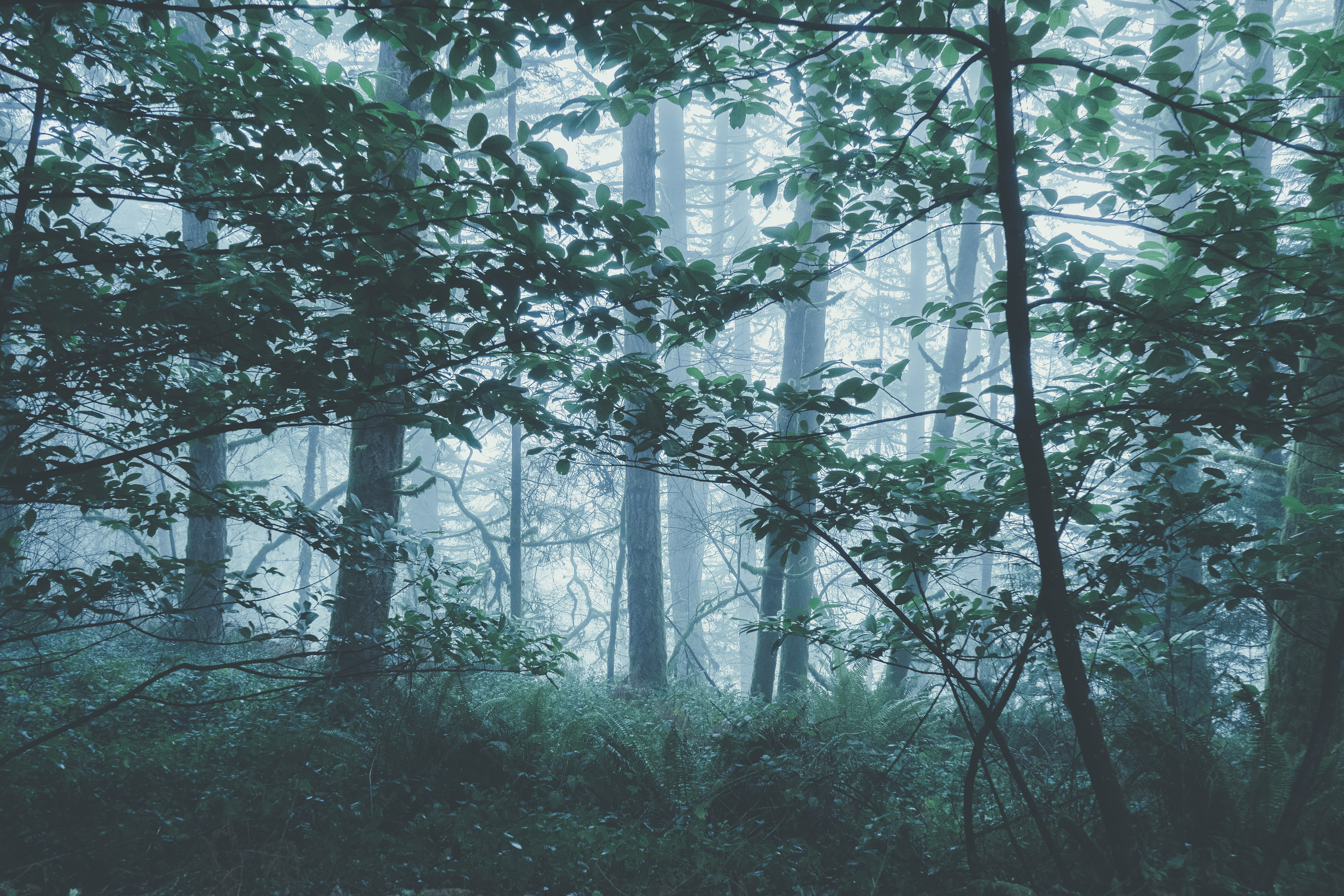 tranquility, lush foliage, day, growth, adventure, outdoors, grove, streaming, green color, winter, water, conifer, no people, misty, daytime, branch, wilderness, HD Wallpaper