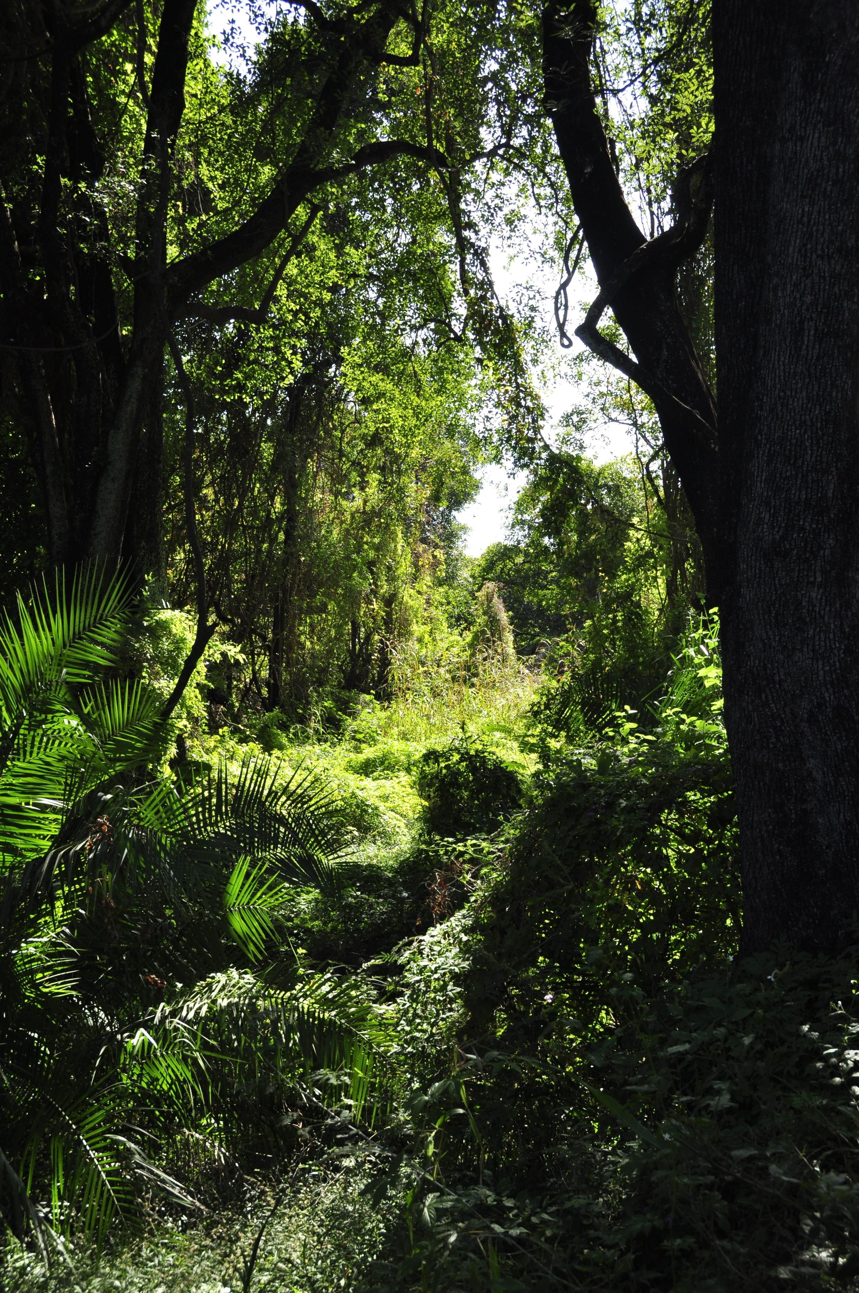 tranquil scene, green Color, outdoors, zimbabwe, green, leafed, non-urban scene, trunk, tropical Climate, plants, lush Foliage, landscape, summer, africa, Phone HD Wallpaper