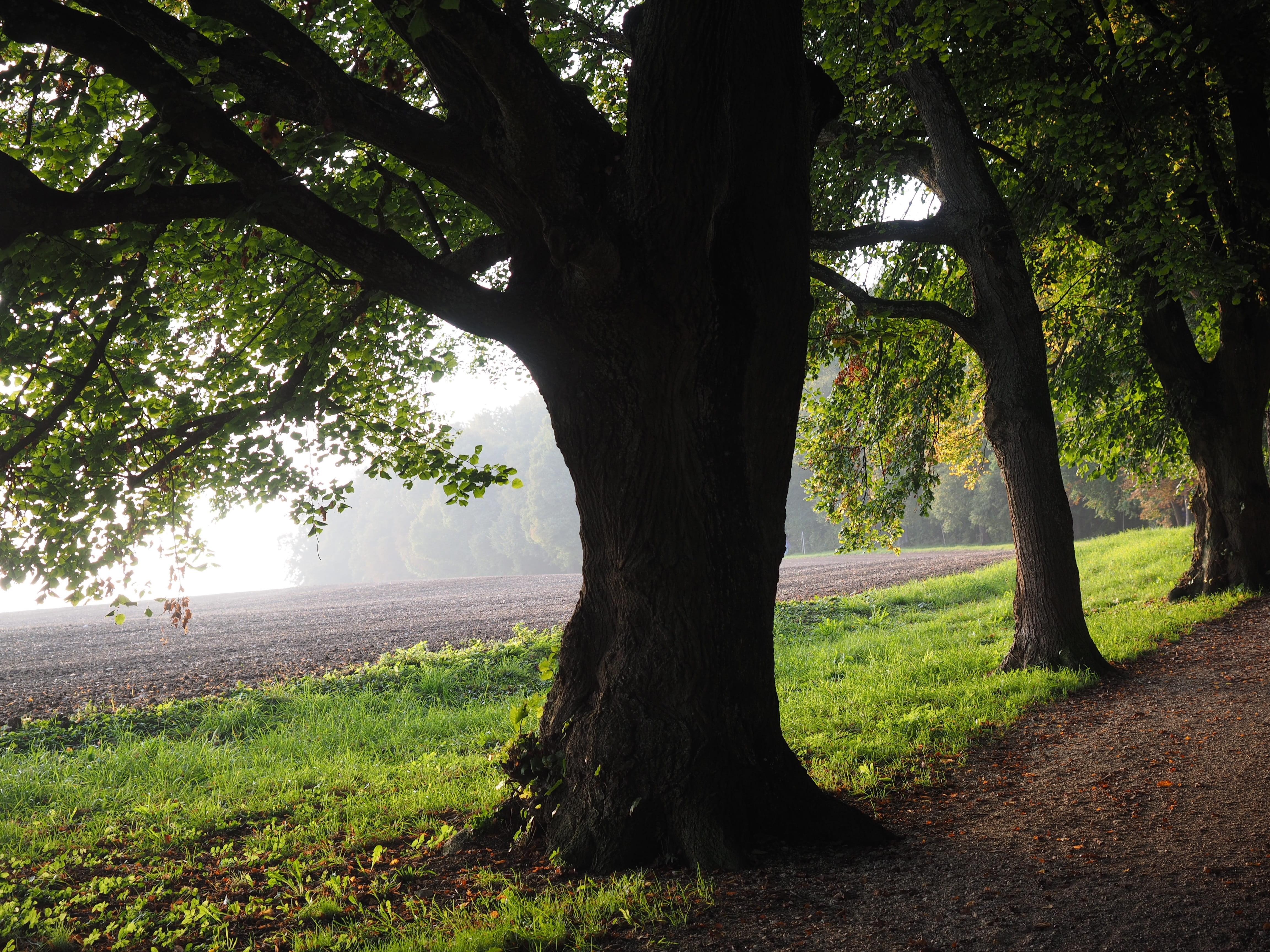 tranquility, nature, brown, trunk, fog, leaves, daytime, green, ulmer höhenweg, trail of edge of the woods, plant, meadow, randweg, höhenweg, way of edge of the forest, HD Wallpaper
