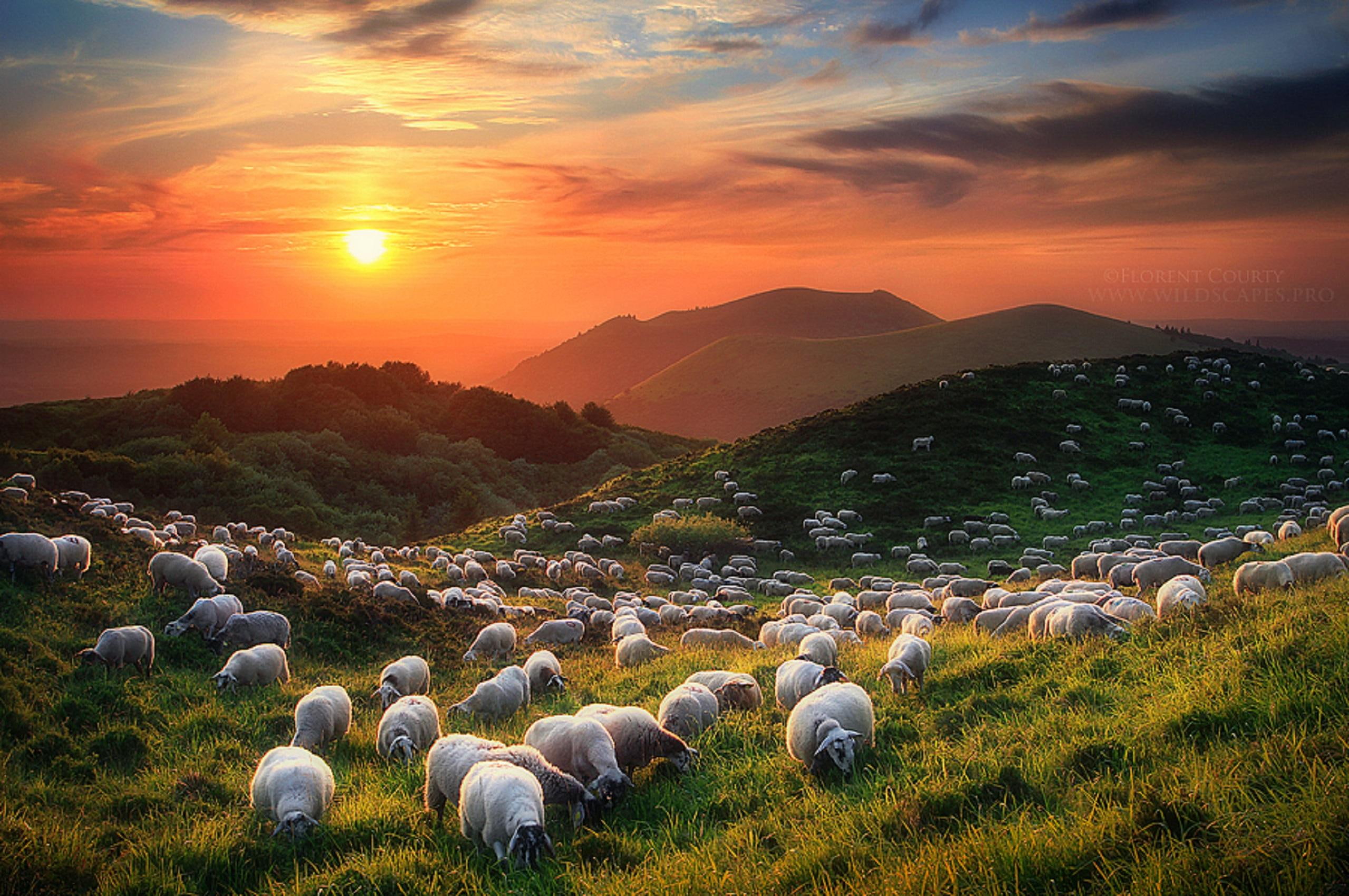 places, sheeps, photography, sheep-and-volcanoes, volcanoes, plants, creat, fields, sheep, 2K, petit-puy-de-dome, animals, amp, stunning, HD Wallpaper