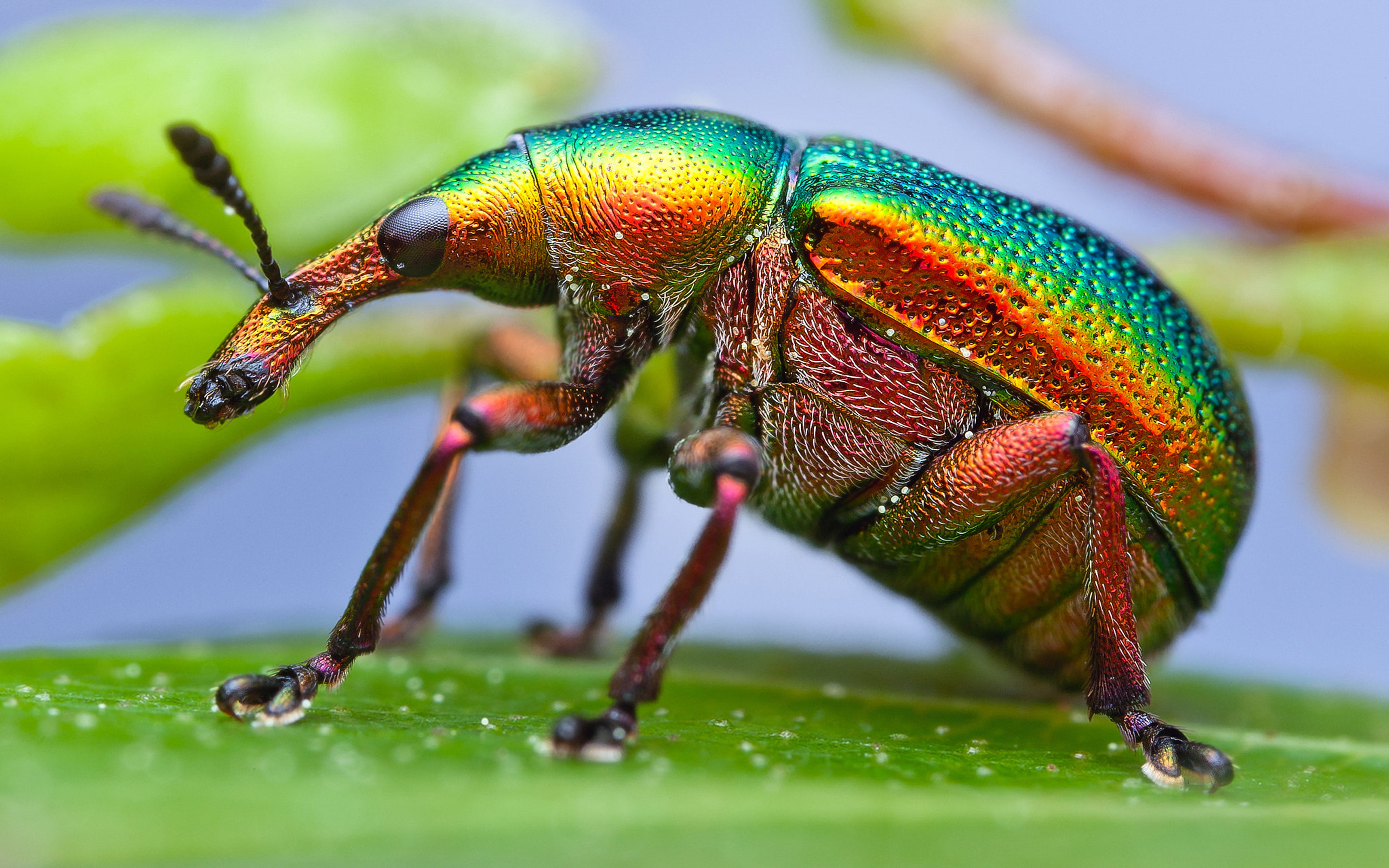 insects, day, sselk, superfamily, animal body part, plant part, curculionidae, animal wildlife, animal, created, photography, rainbow, invertebrate, HD Wallpaper