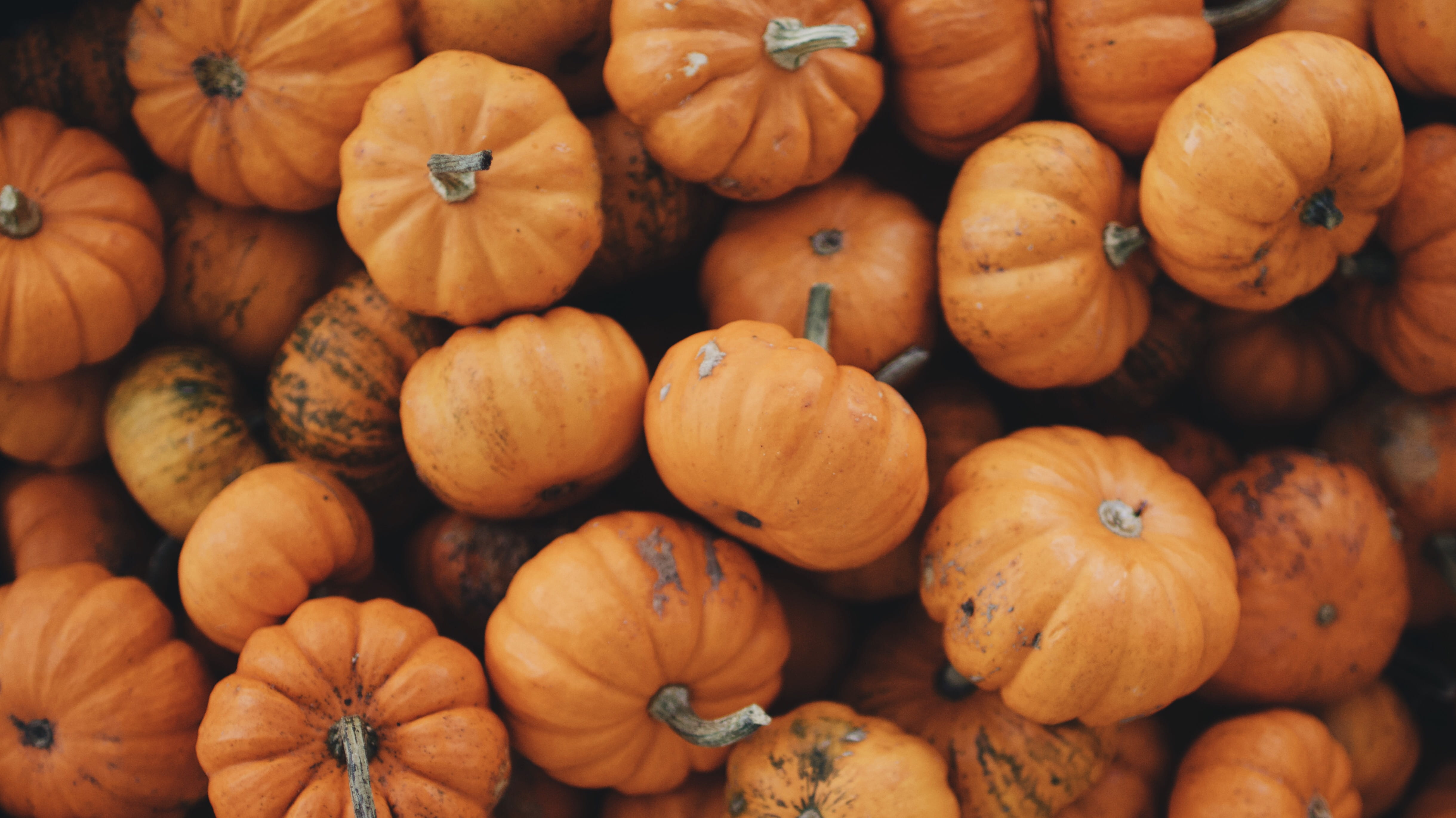 crop, seasonal, mini, autumn, october, thanksgiving, mini pumpkin, 4K, food, small, freshness, no People, orange Color, november, faded, lot, season, squash - Vegetable, HD Wallpaper