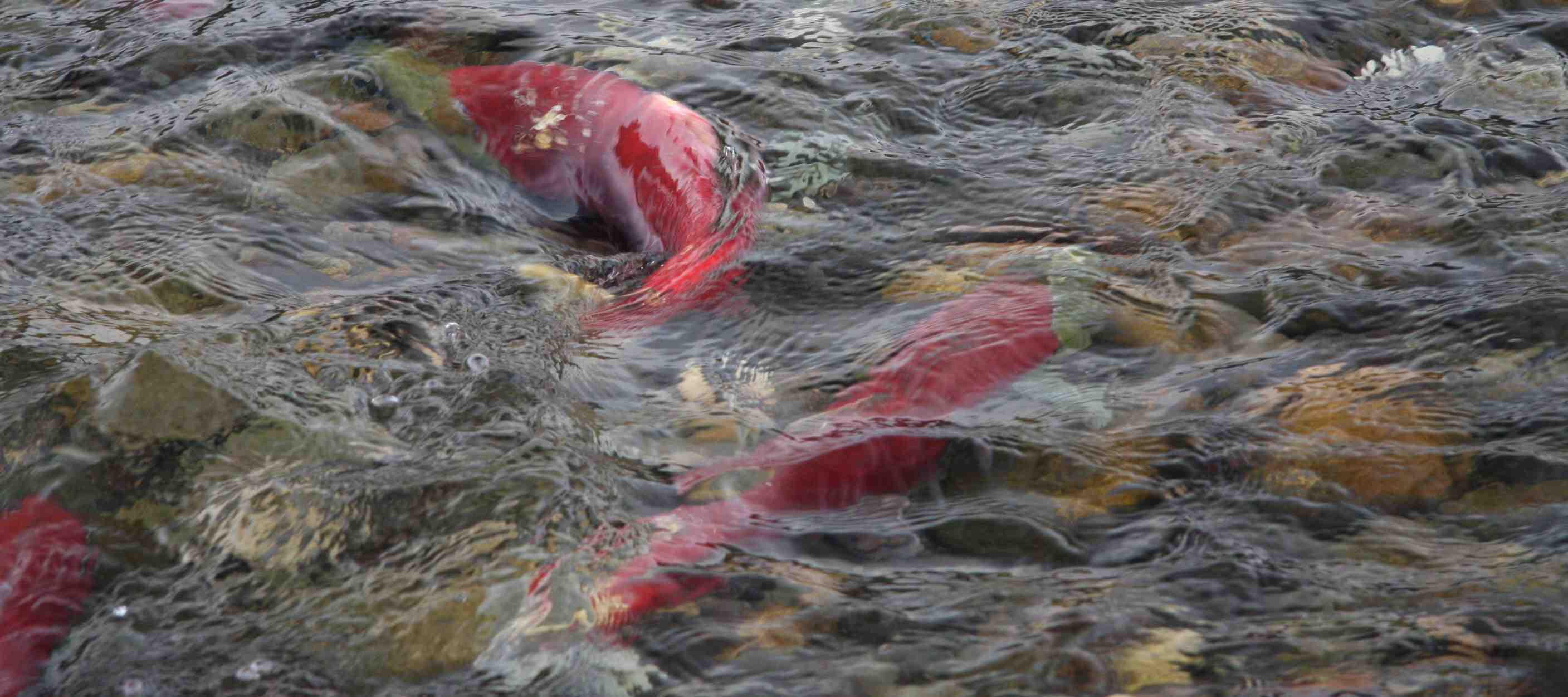 river, underwater, red, pictures, fishes, 2K, three, fish, salmon, HD Wallpaper