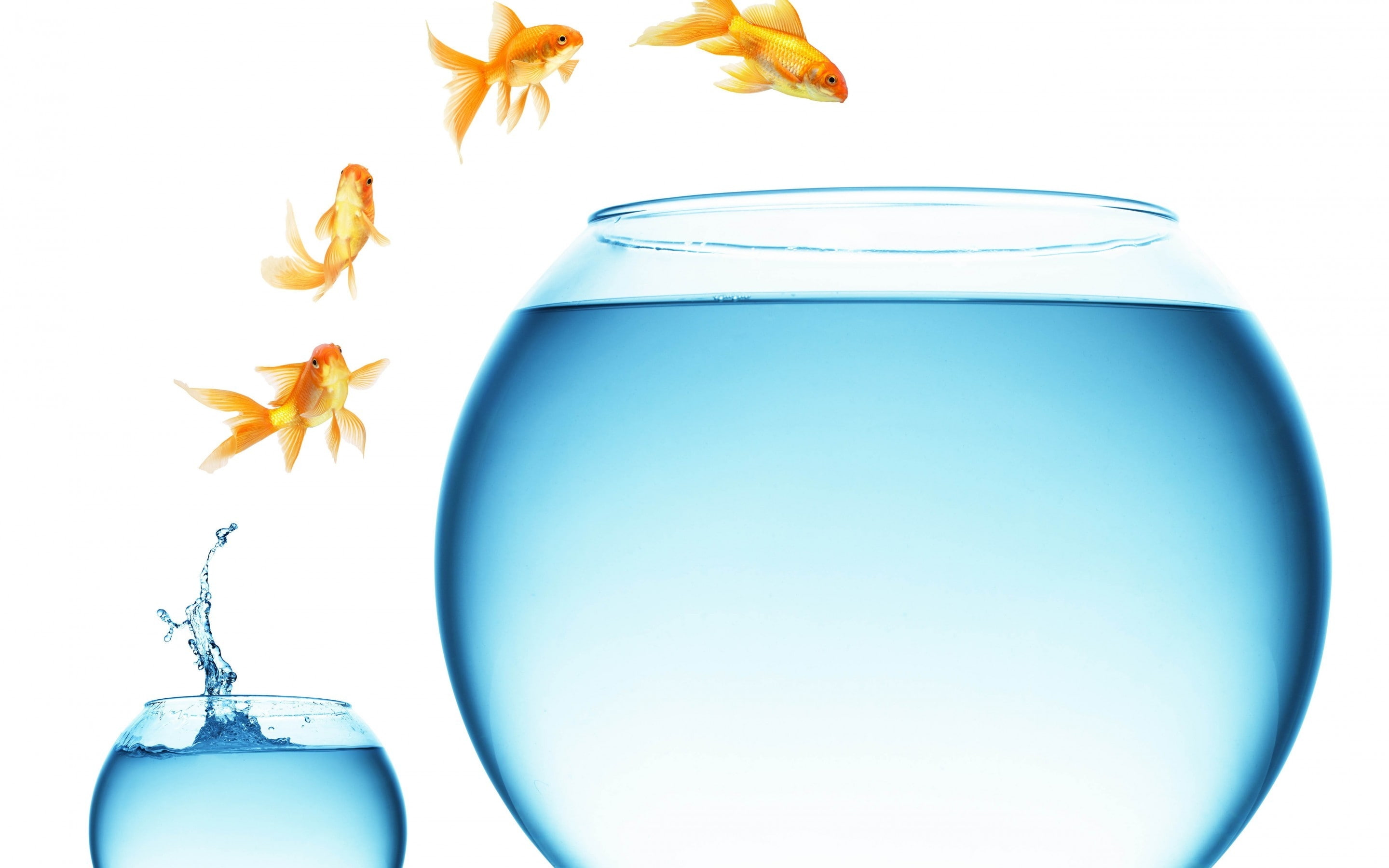 gold fishes, 2K, fish, flying, aquarium, fishes, HD Wallpaper