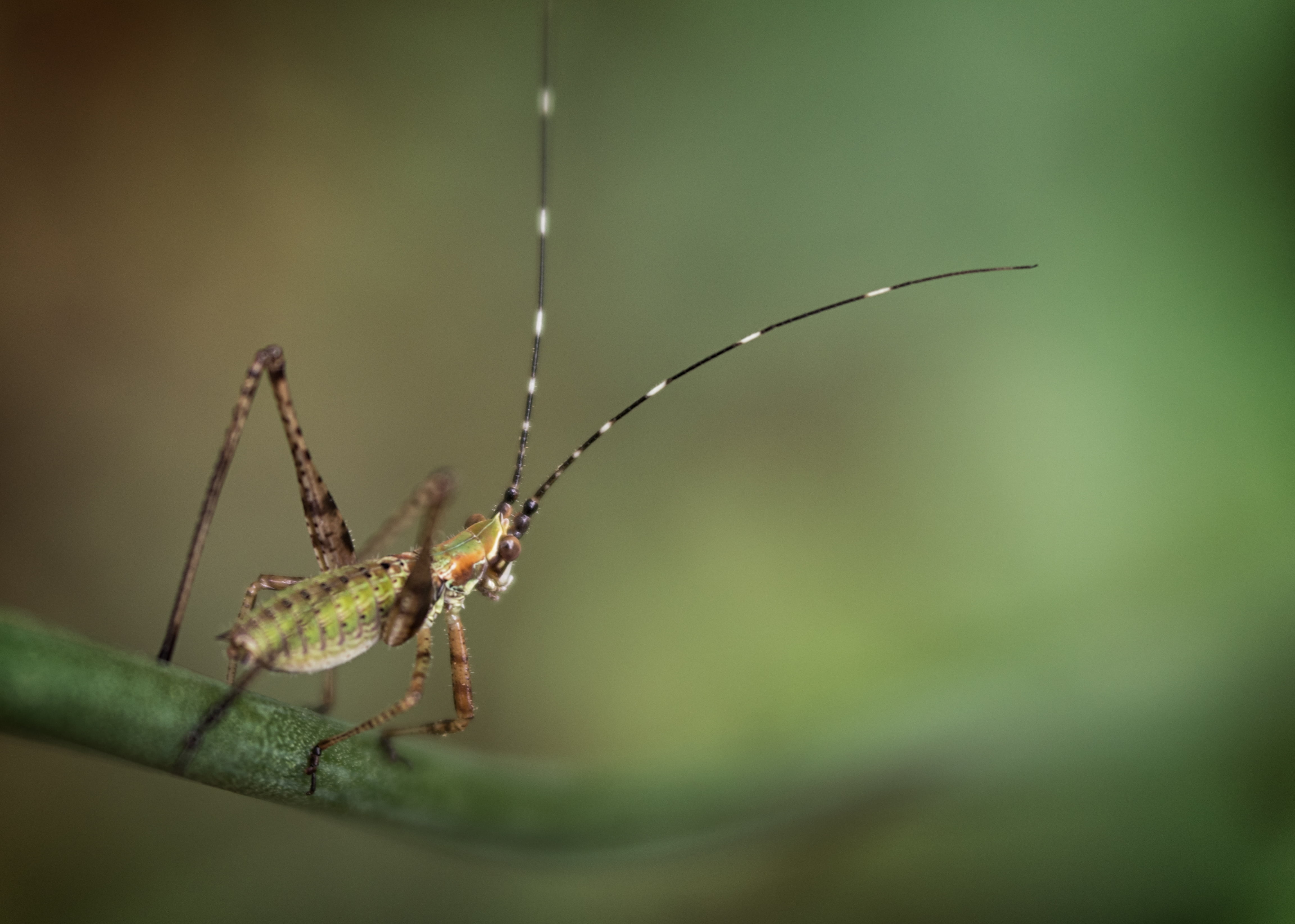 macro, green, green leaf, bokeh, macro photography, bug, leaf, eyed, olympus, perched, legs, bush cricket, katydid, scudderia, Scout  green, tiny, long-horned grasshopper, HD Wallpaper