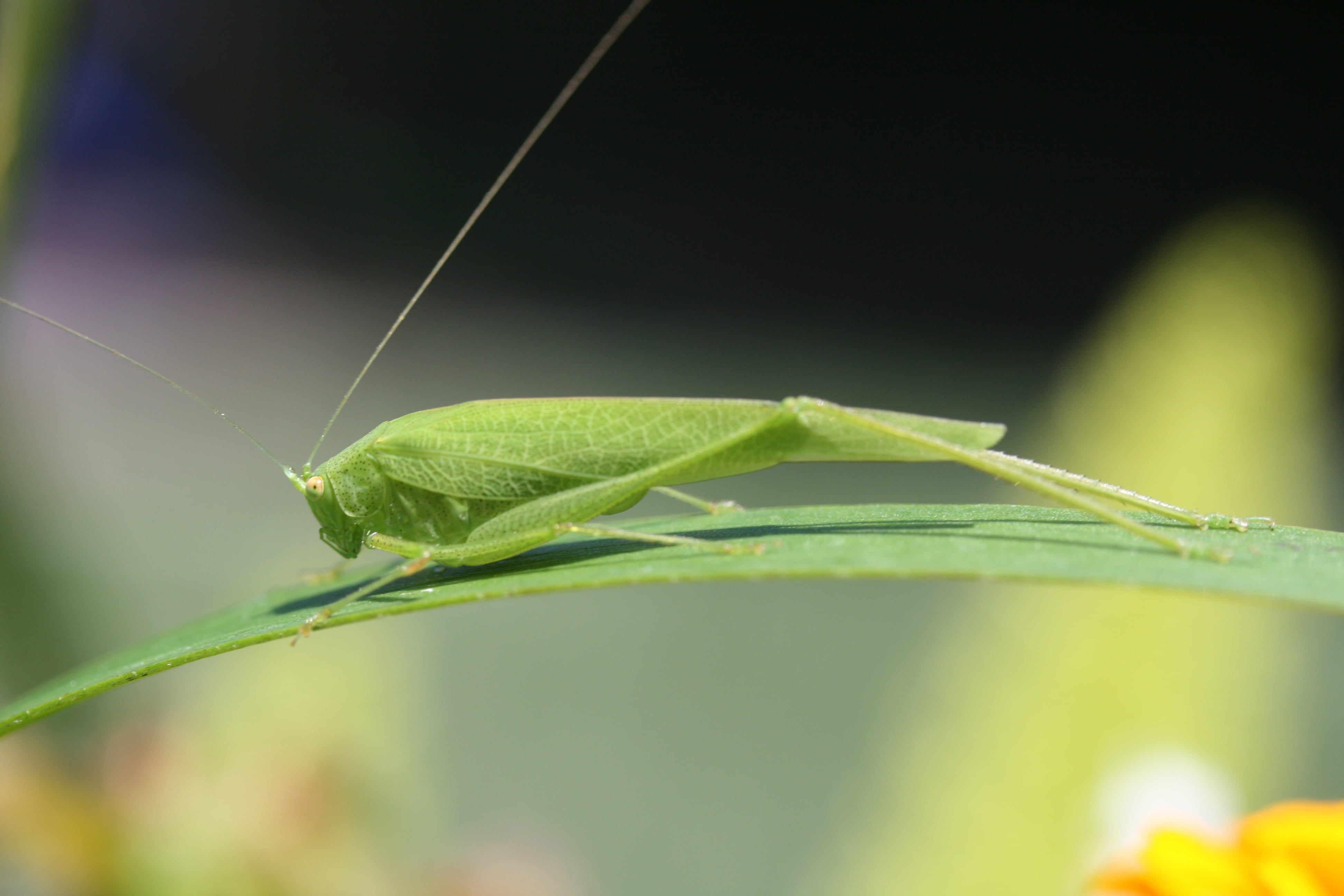 4K, green, bug, photography, leaf, macro photography, nature, animal, plant, perched, Katydid, insect, close-up, green leaf, macro, Grasshopper, HD Wallpaper