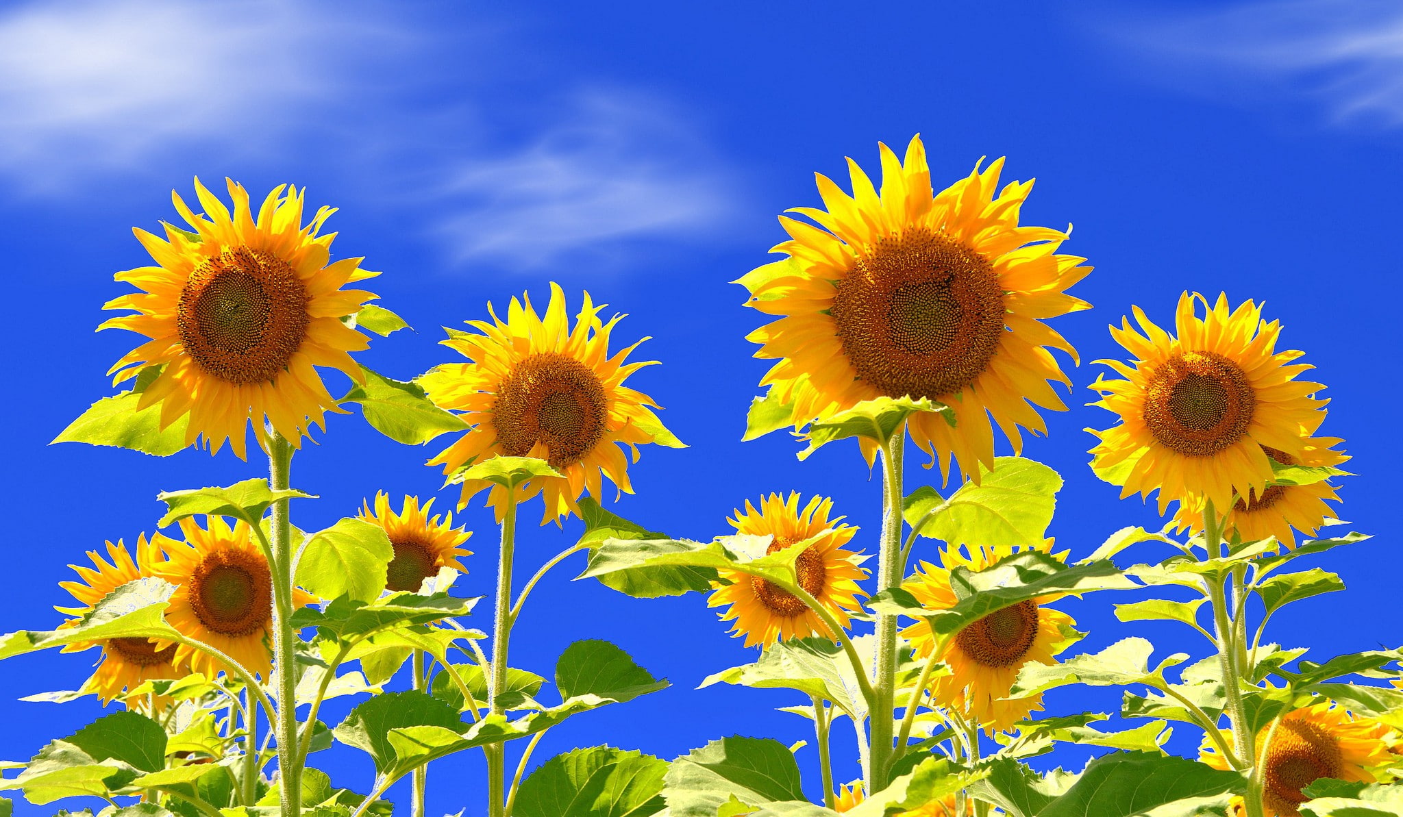 springtime, flower head, summer, cloud - sky, sunflower, outdoors, sunflowers, growth, blue, no people, flowering plant, sky, flowers, plants, nature, flower, HD Wallpaper