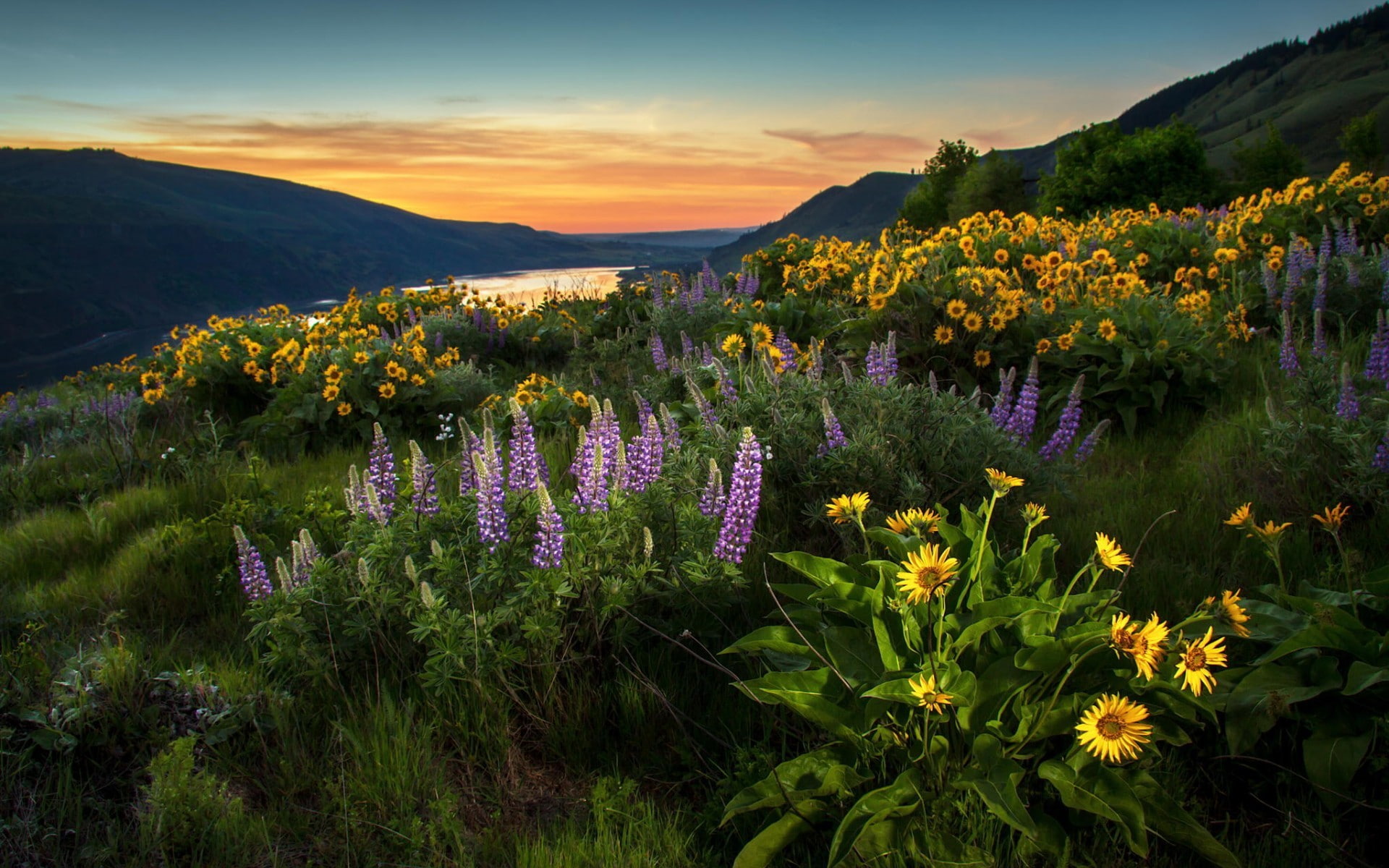sunflowers, sunset, beauty in nature, sky, nature, flower, plant, tranquility, mountain range, landscape, tranquil scene, flowering plant, flower head, HD Wallpaper