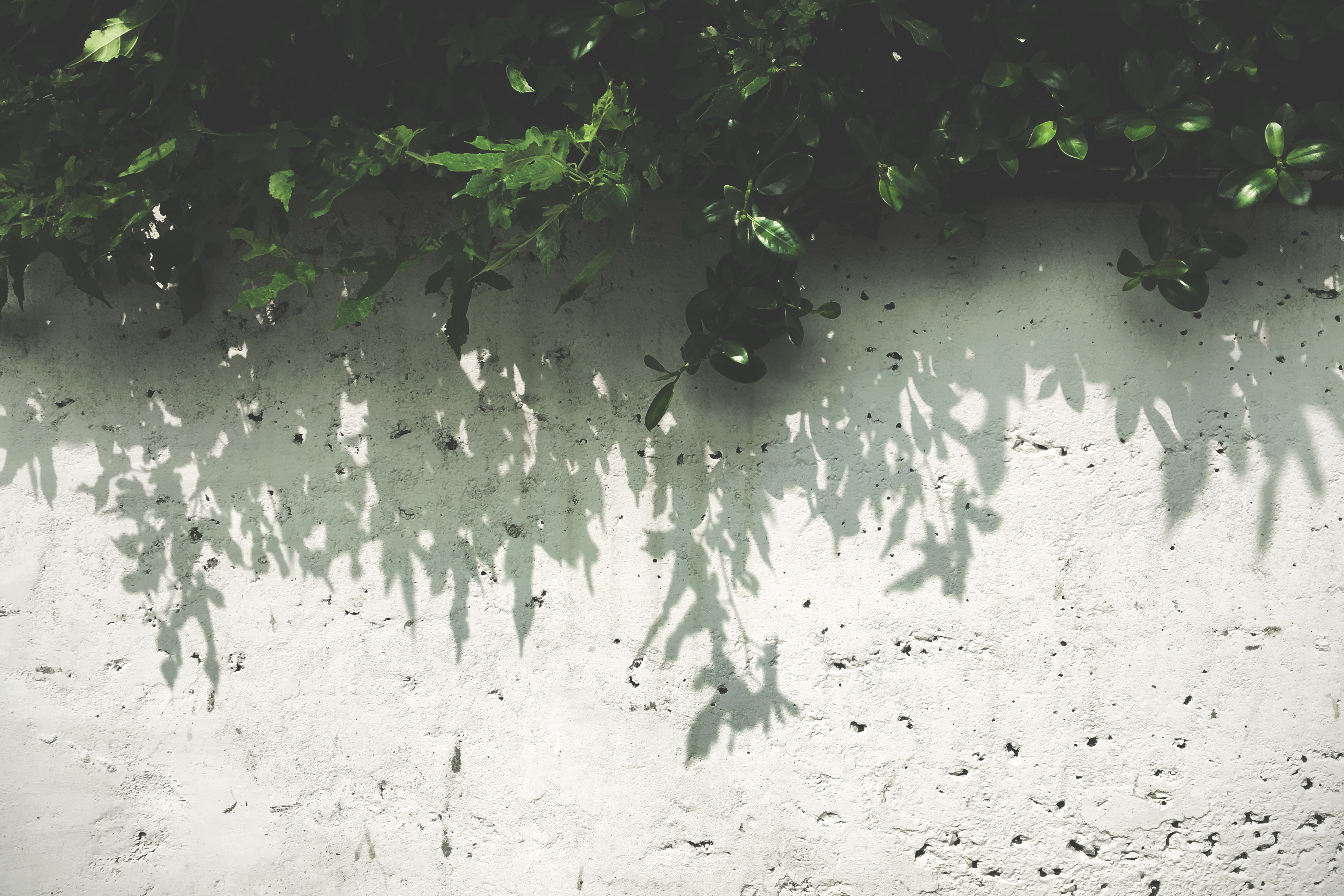 design space, plantation, light and shadow, water, leaf, field, no people, still life, minimal, leaves, group of animals, animal, shadow, daytime, plant part, HD Wallpaper