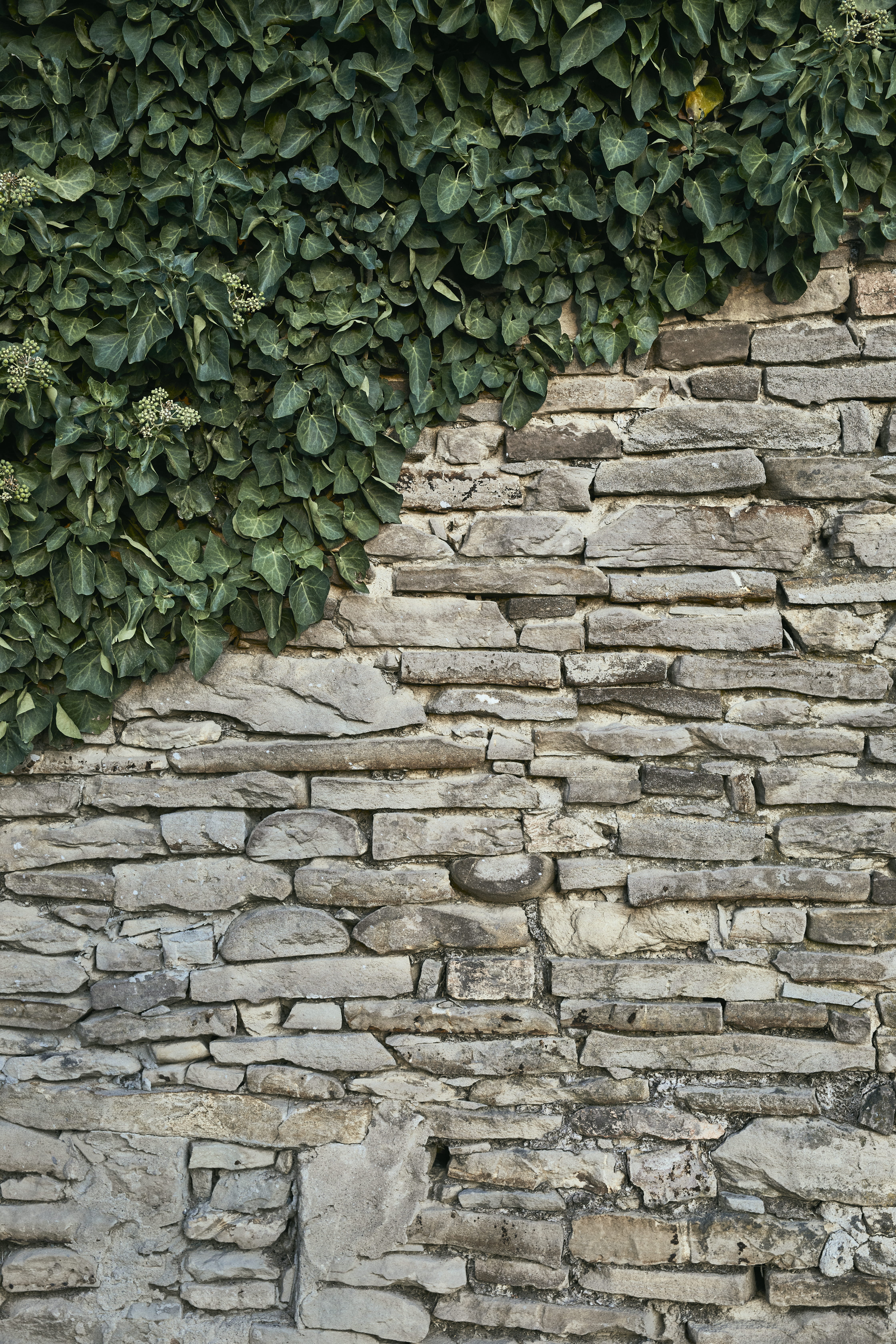 rock, leaf, building exterior, green color, nature, outdoors, wall, full frame, stone, plant, textured, no people, plant part, pattern, france, stone wall, Phone HD Wallpaper