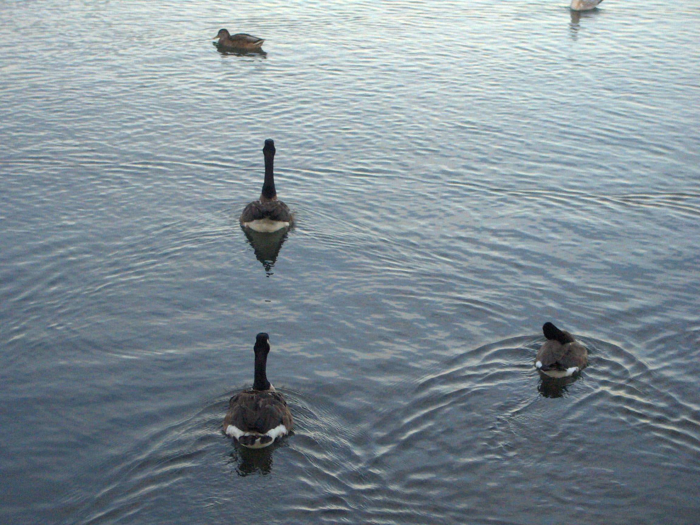 1080P, canadian, ducks, canadian--geese, humber--bay, geese, toronto, HD Wallpaper