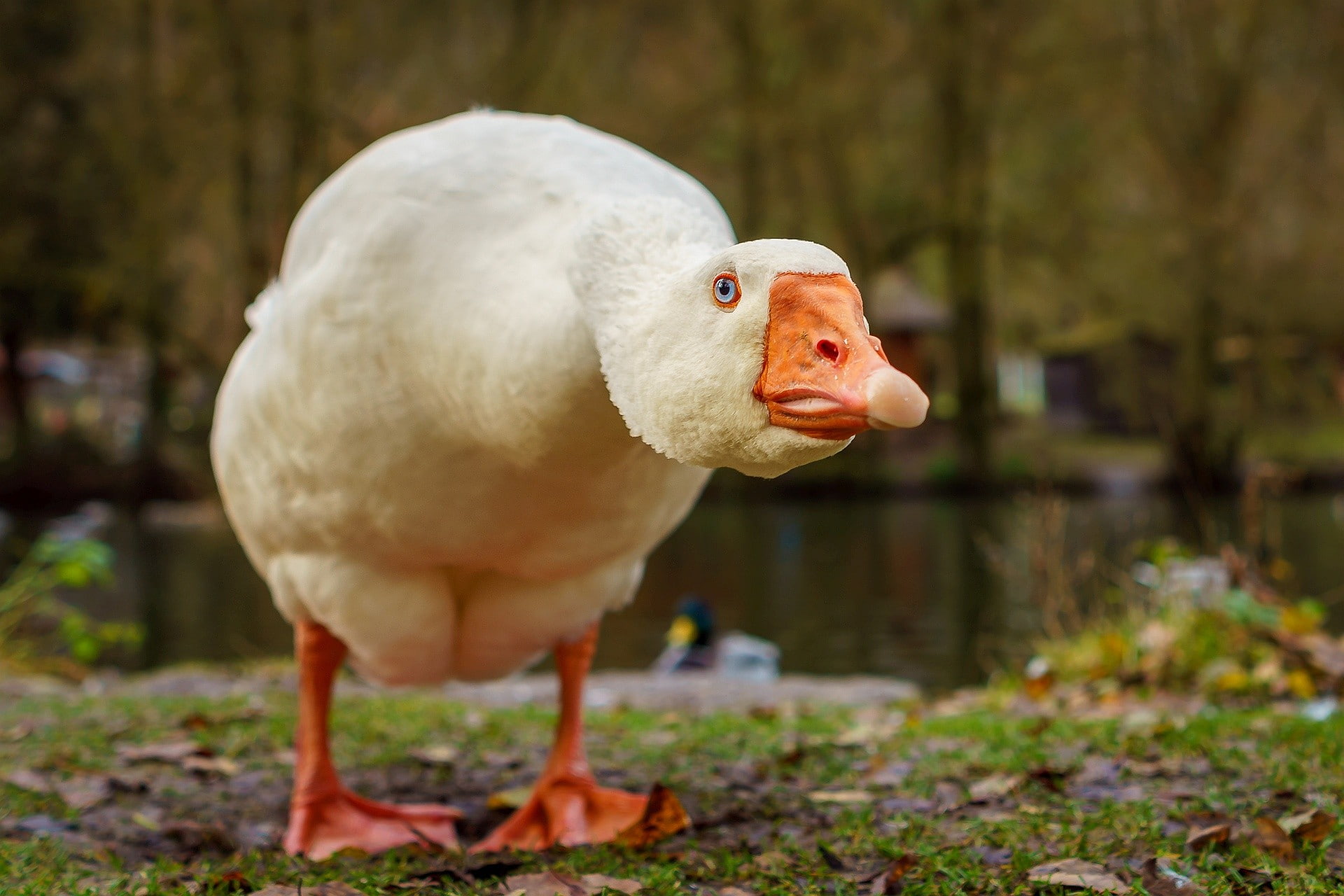 goose, animals, 1080P, birds, outdoors, HD Wallpaper