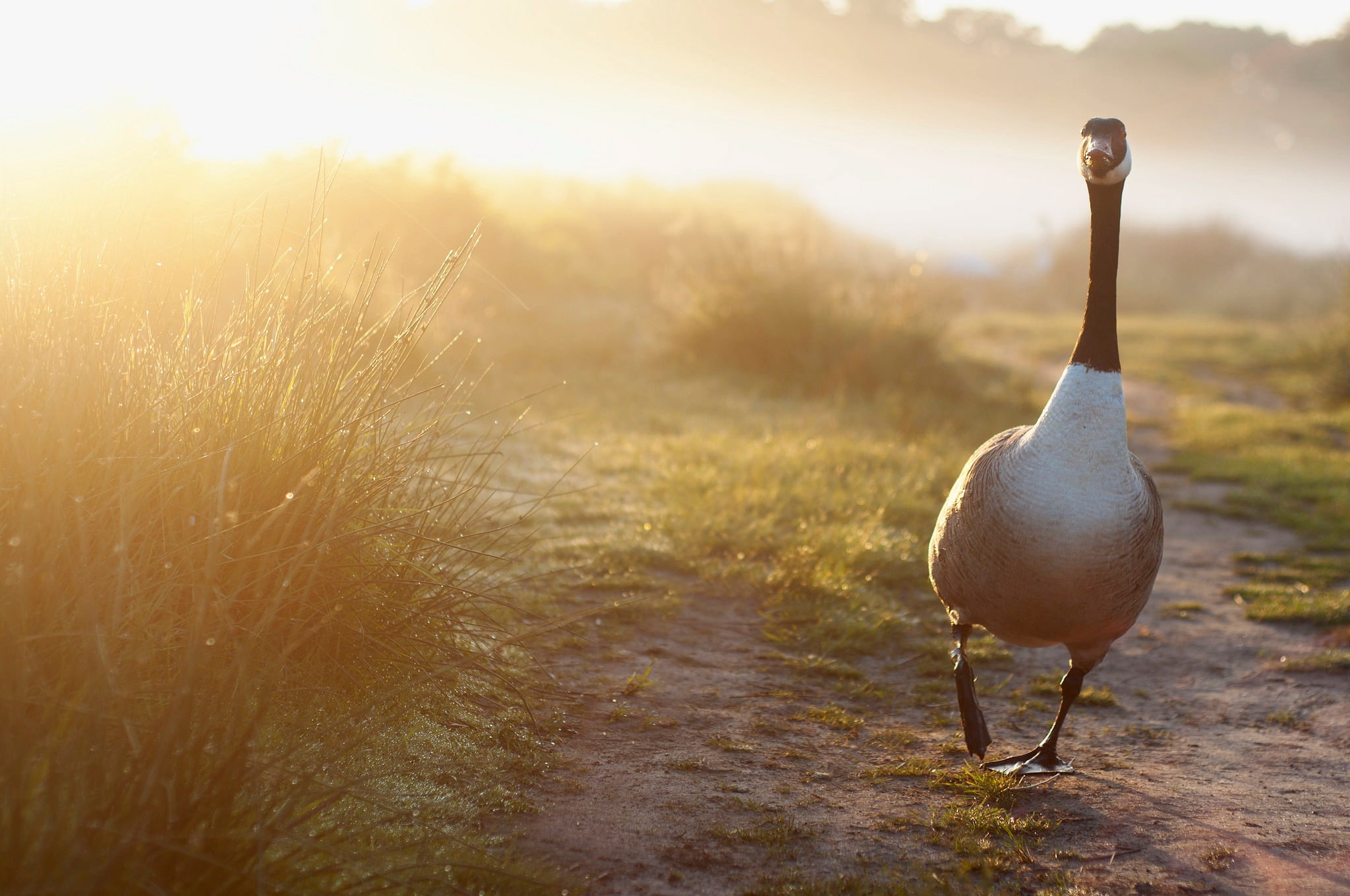 vertebrate, nature, sunset, 1080P, birds, plant, path, goose, one animal, animal, standing, day, beauty in nature, bird, sunlight, grass, animal wildlife, HD Wallpaper