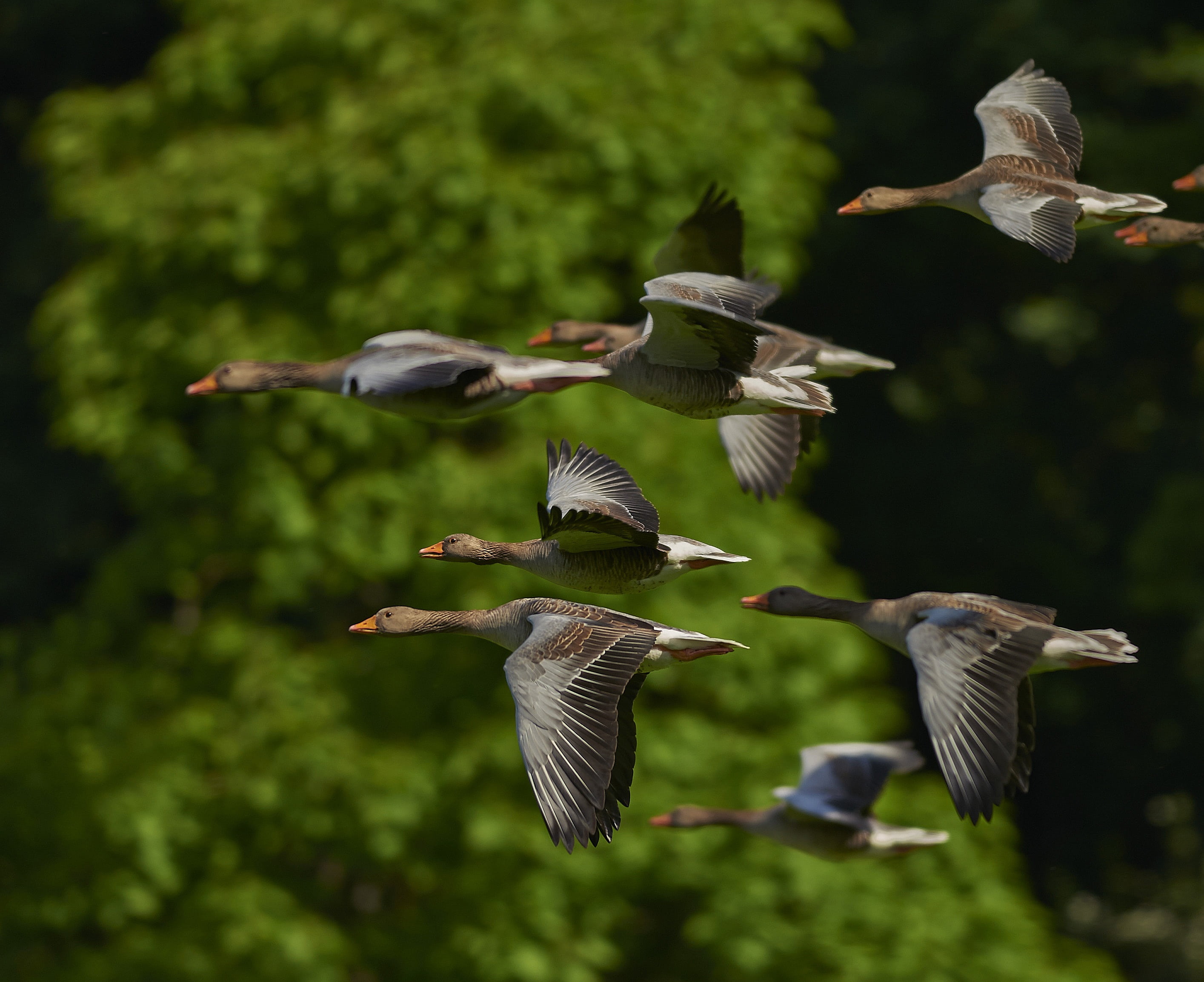 wild geese, animals, sky, animal themes, wing, vertebrate, large group of animals, swim, animal, mid-air, focus on foreground, flock of birds, day, animals in the wild, HD Wallpaper