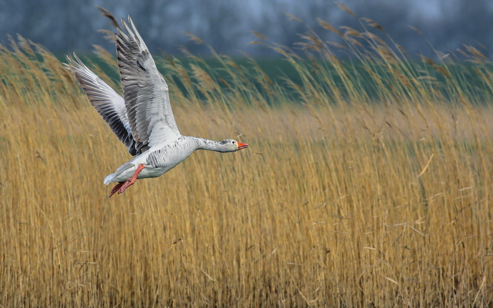 720P, geese, greylag, Greylag Geese Bird, bird, HD Wallpaper