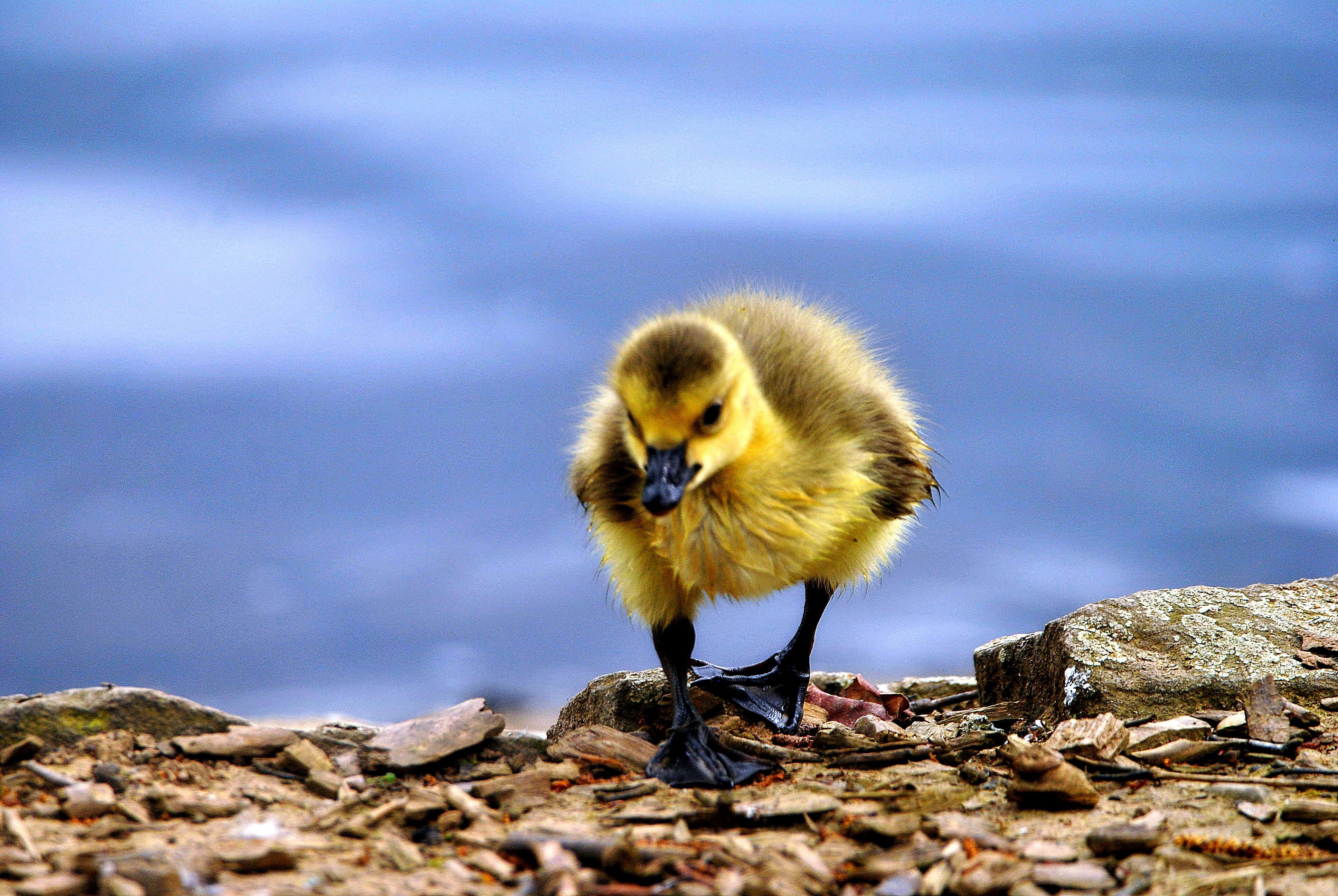 animals in the wild, canada goose water, vertebrate, blue, day, close-up, one animal, rock - object, animal wildlife, flight, young bird, rock, animal themes, HD Wallpaper