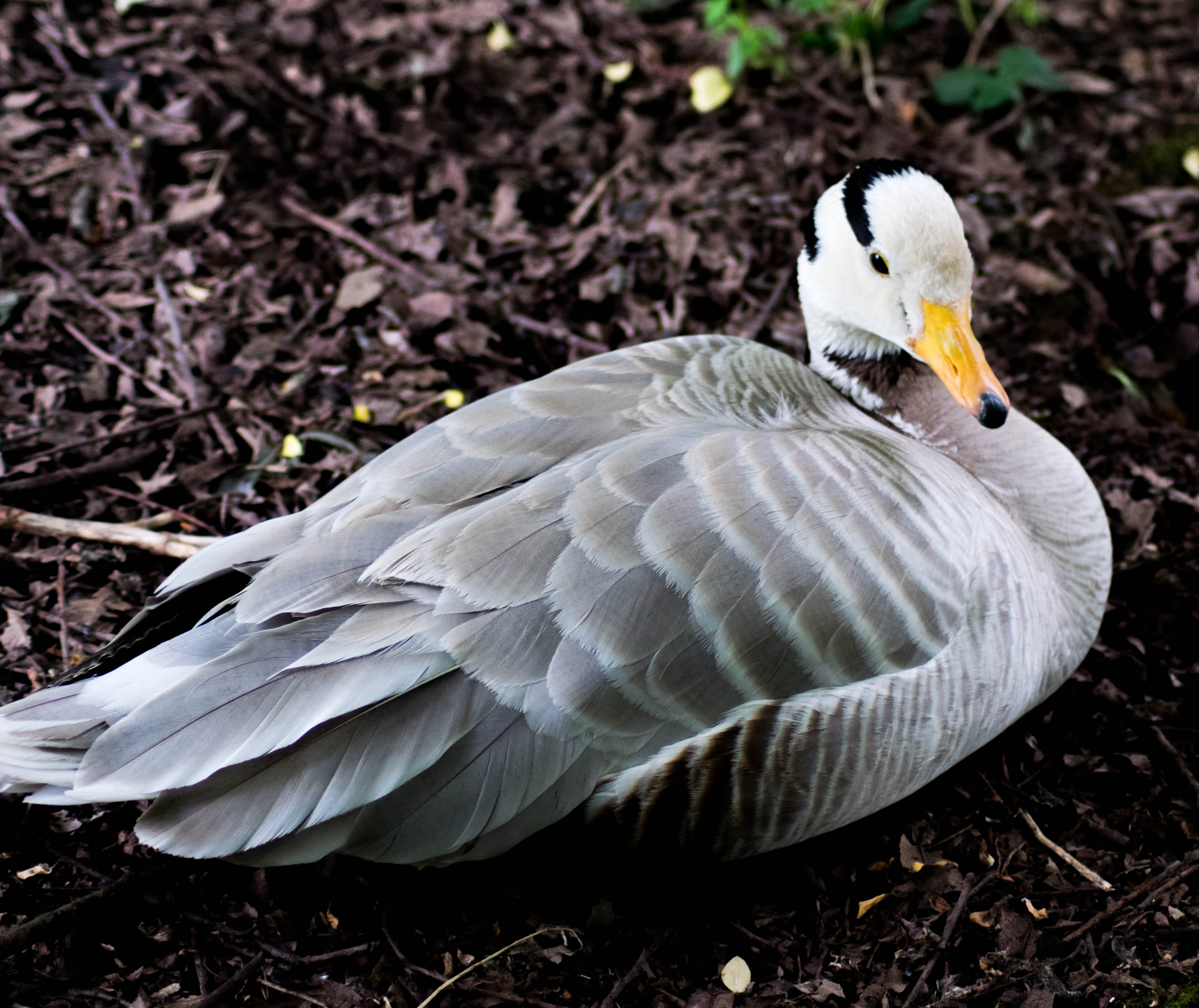 beauty in nature, day, outdoor, geese, one animal, anser, vertebrate, water bird, waterfowl, Nature, fowl, white color, 4K, grey, goose, land, animal themes, HD Wallpaper