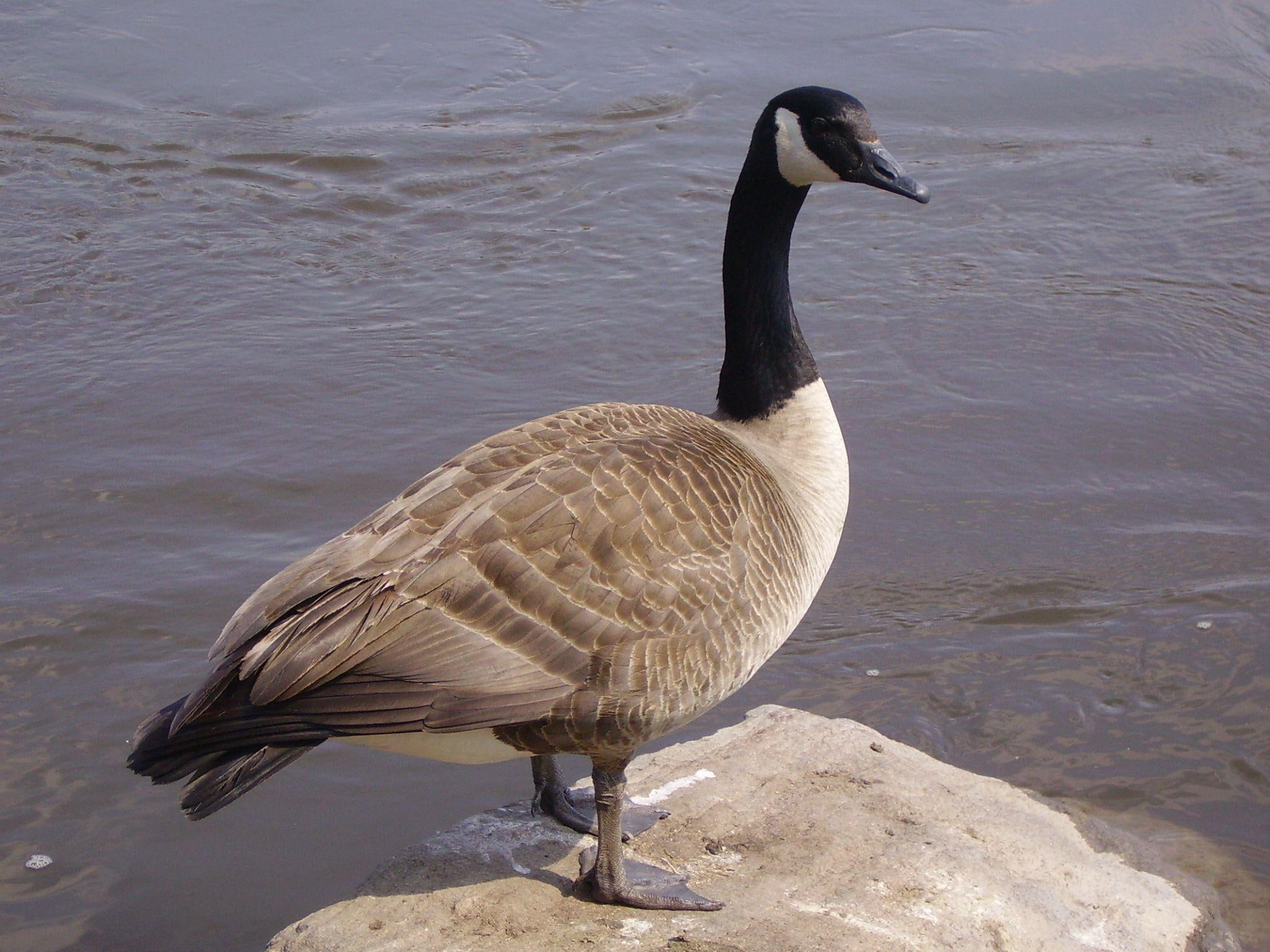 1080P, rock, canadian, bird, animals, goose, animal, water, HD Wallpaper