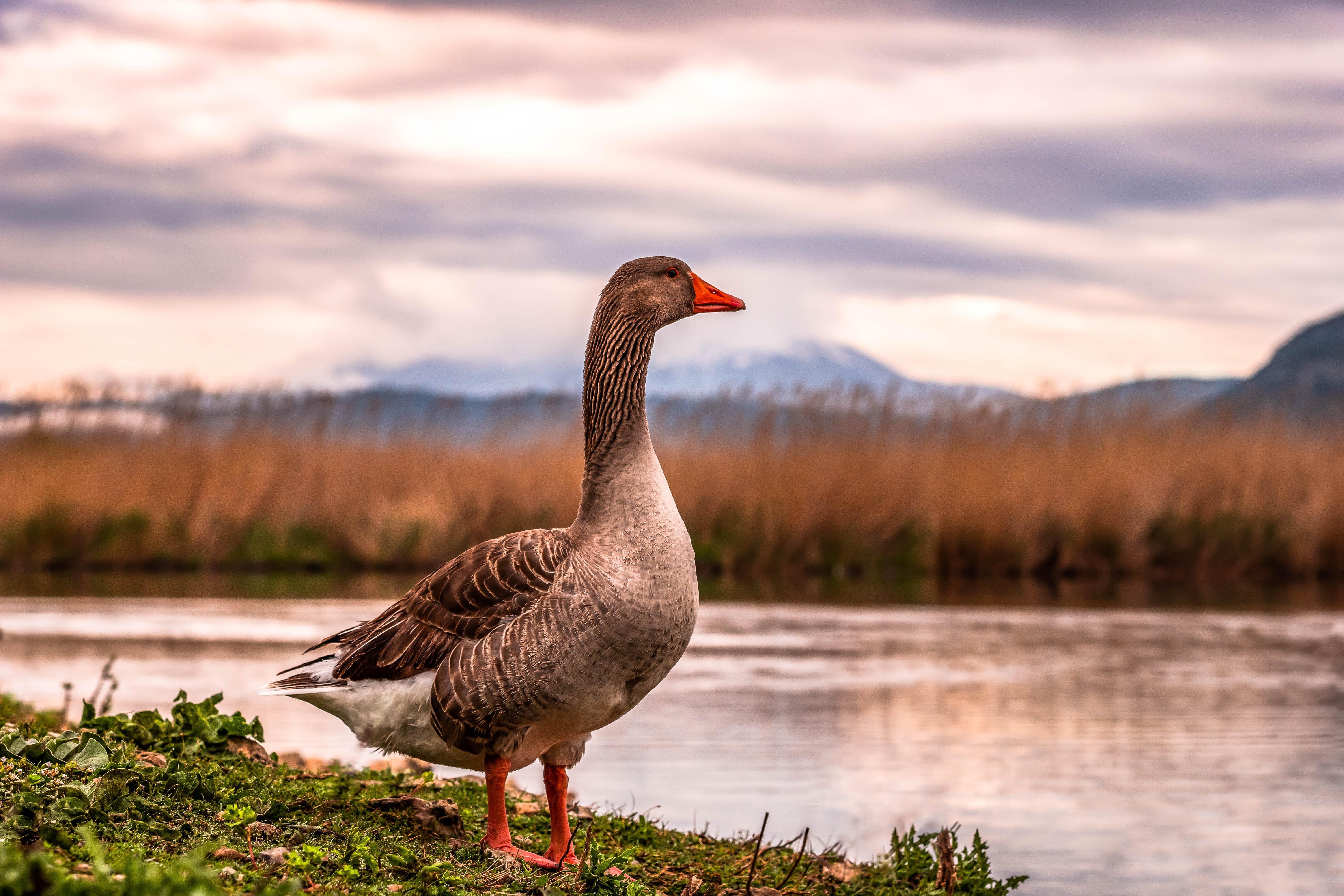 portrait, mountain, winter, plumage, no people, lake, vertebrate, καναδόχηνα, spring, animals in the wild, water bird, clouds, plant, bird, animal themes, HD Wallpaper
