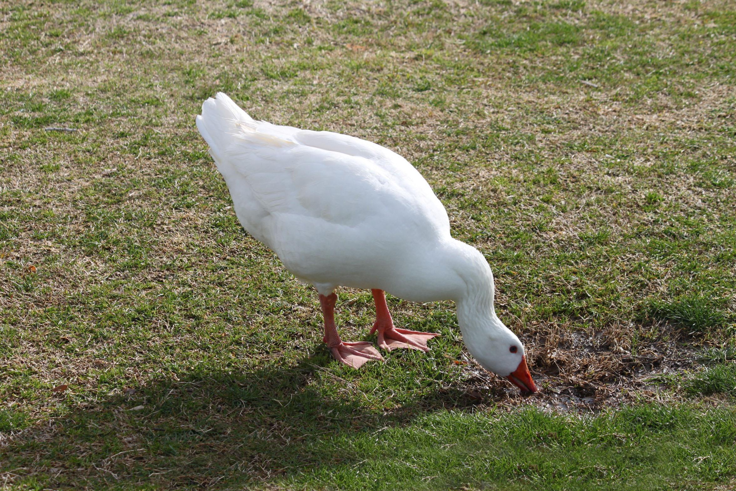 drink, beautiful, swan, geese, grass, green, mute, goose, taking, animal, white, animals, 1080P, HD Wallpaper
