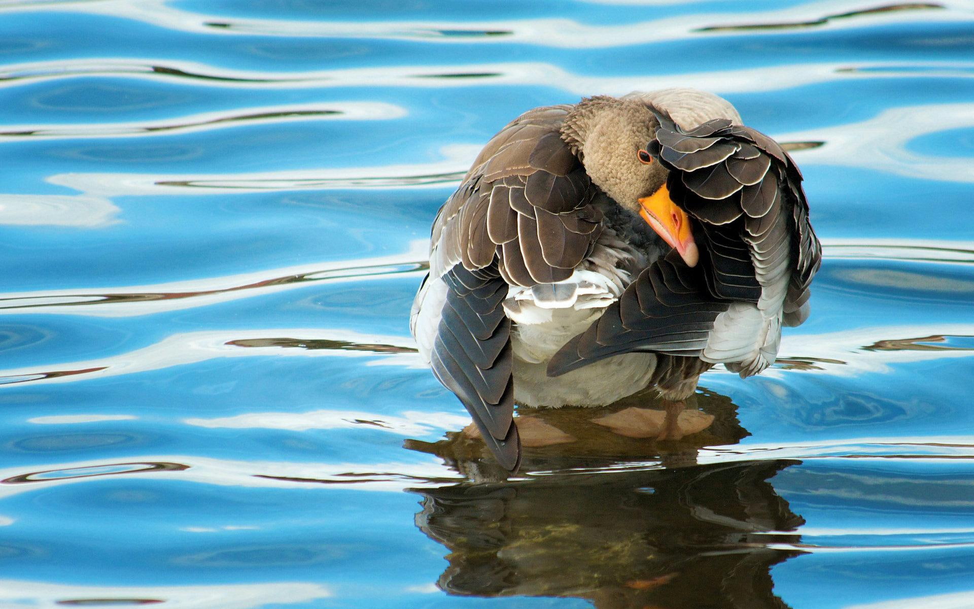 1080P, water, geese, animals, beak, feathers, HD Wallpaper