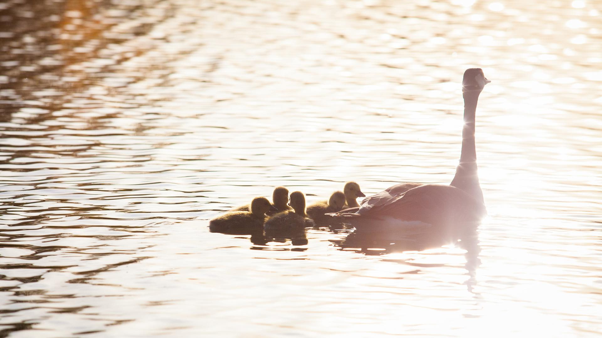 bird, pictures, chick, geese, baby, chicks, babies, birds, reflection, baby animals, goose, lakes, 1080P, HD Wallpaper
