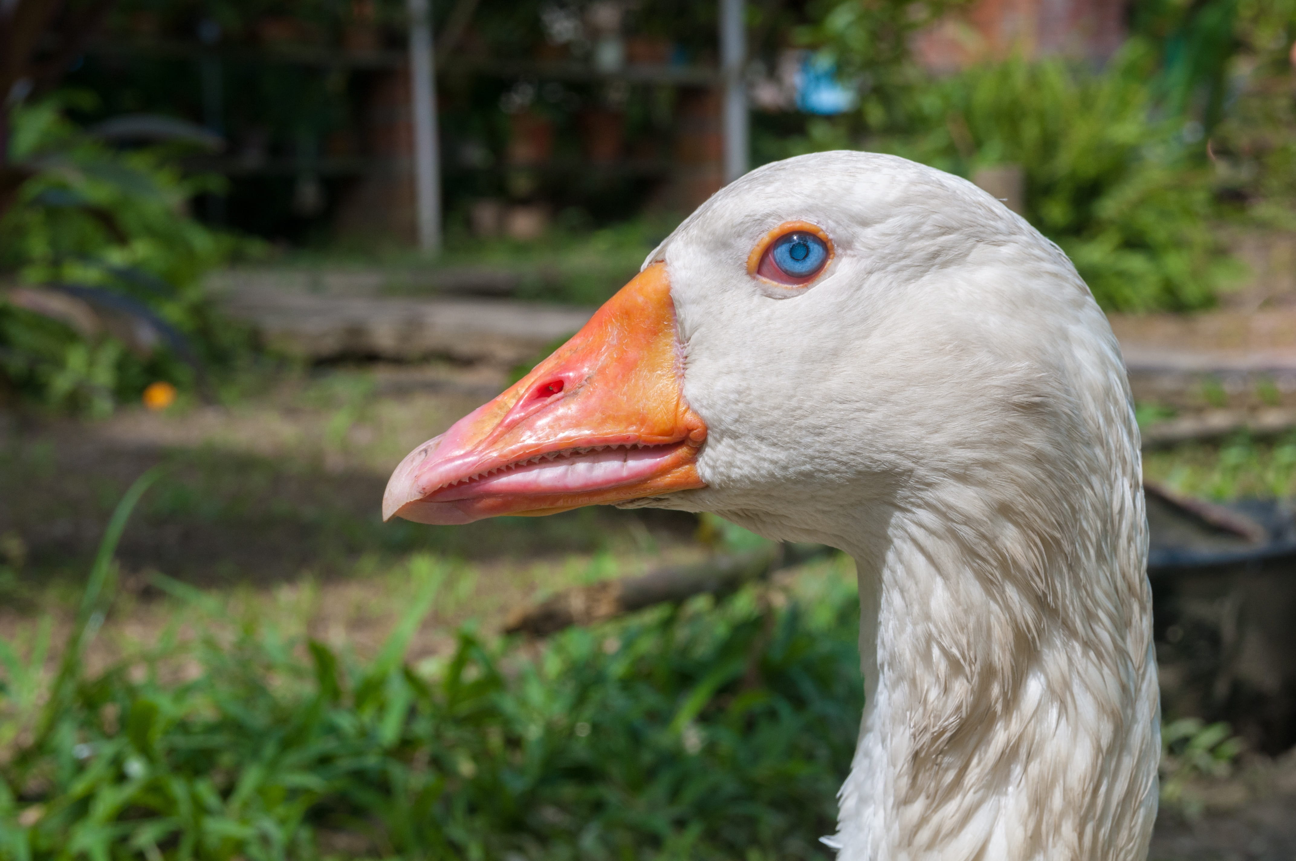 white, animals in the wild, animal neck, plant, beak, no people, geese, outdoors, profile view, focus on foreground, 4K, greylag goose, orange color, one animal, HD Wallpaper