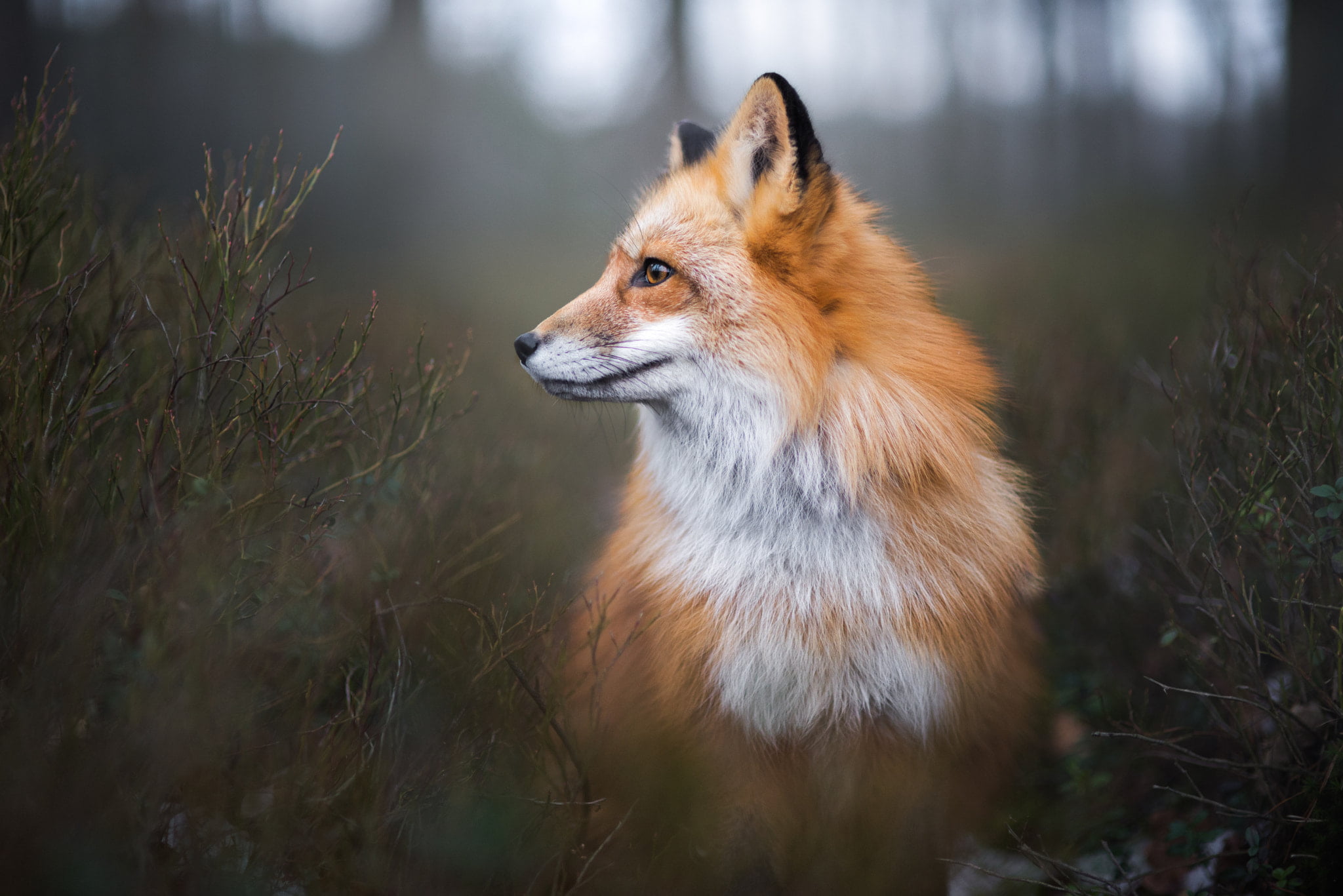 land, Iza Łysoń, outdoors, no people, dog, stealth, brown, fox, vertebrate, nature, mammal, selective focus, portrait, closeup, looking, day, animals, snout, HD Wallpaper