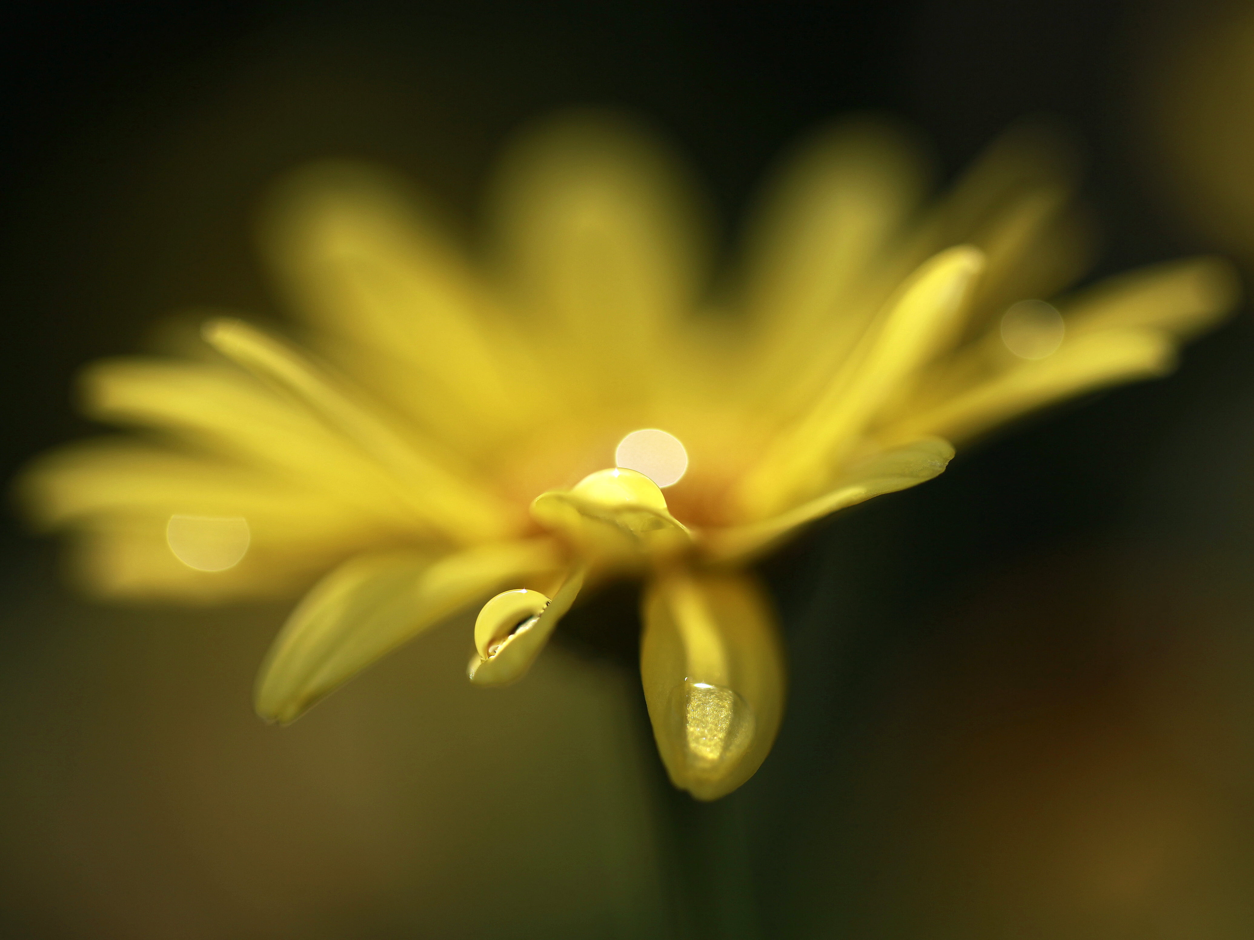 plant, close, yellow, france, petaled, close-up, blur, photography, petals, droplets, 4K, rain, crop, macro, wet, photo, bright, delicate, dusk, micro, HD Wallpaper