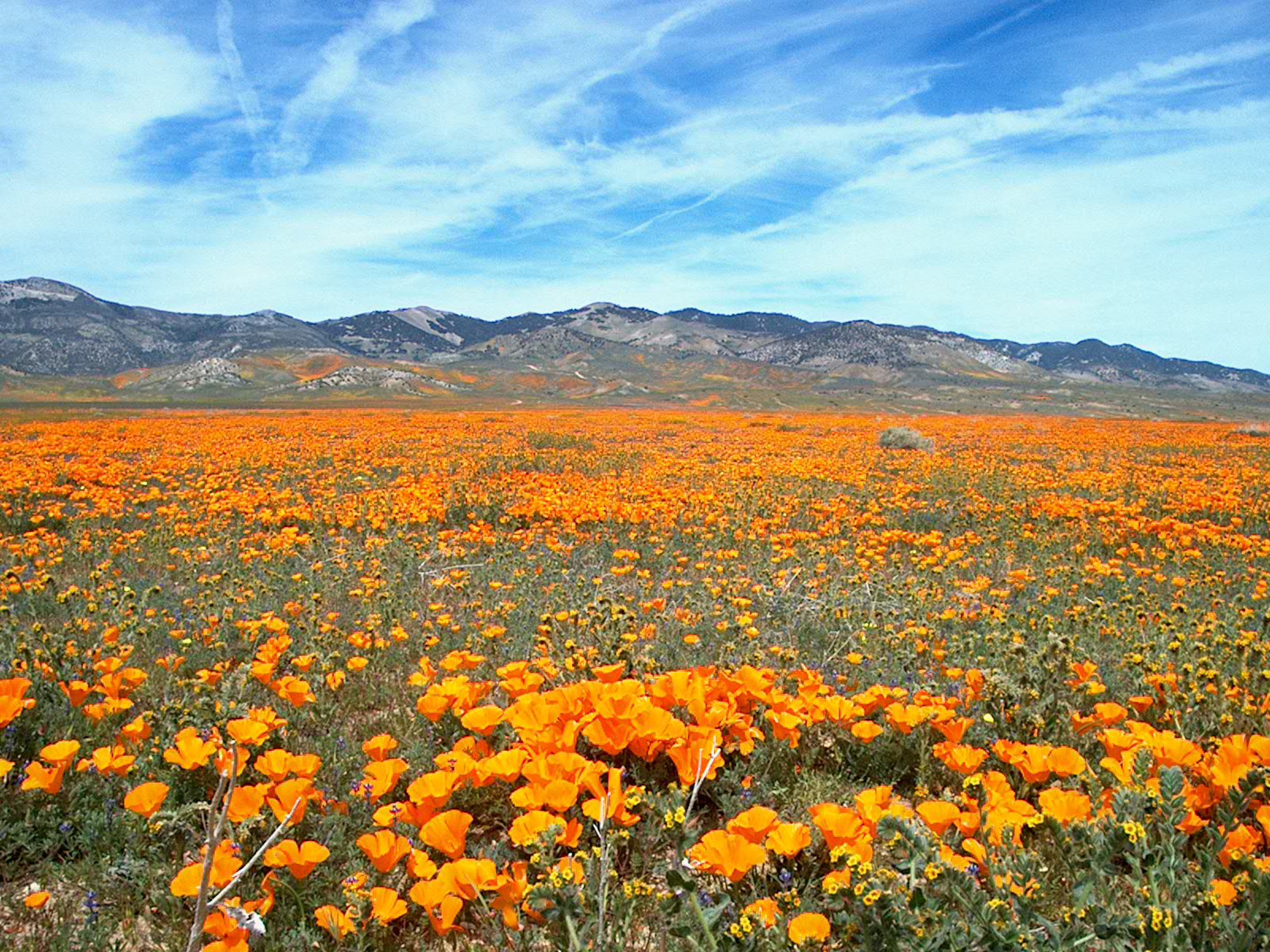 california, spring, mountains, environment, blue, nature, growth, freshness, mountain, mountain range, natural, beauty in nature, day, flowerbed, landscape, HD Wallpaper
