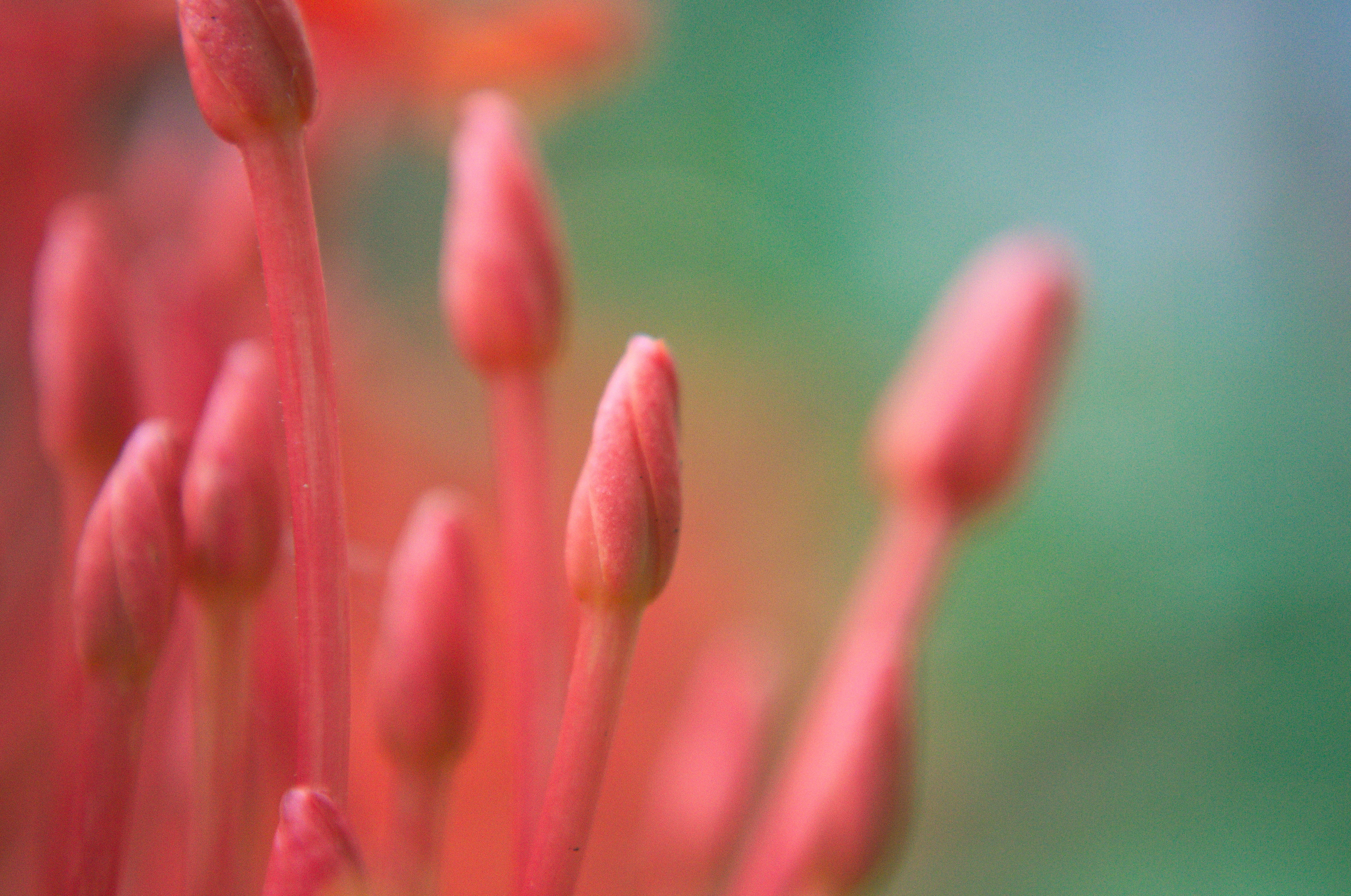 macro shot, plant, blossom, dof, colorful, closeup, shot, nikon, 4K, Buddies, beautiful, orange, nature, flower  bud, flower, close-up, bloom, small, bud, HD Wallpaper
