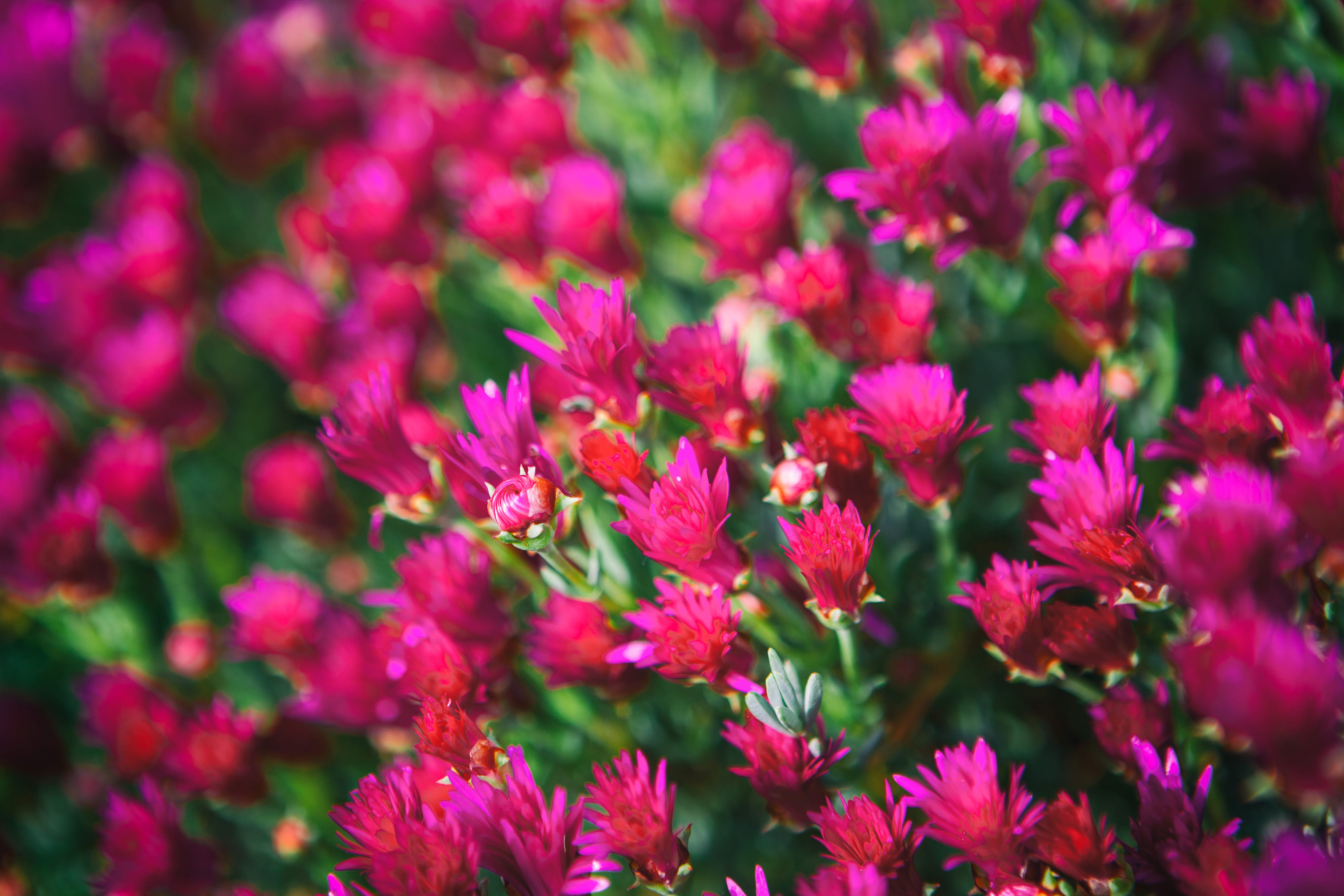 depth, focus on foreground, petal, england, selective focus, Close-up shot, outdoors, southern, red, taken, green Color, shot, summer, pollen, backgrounds, HD Wallpaper