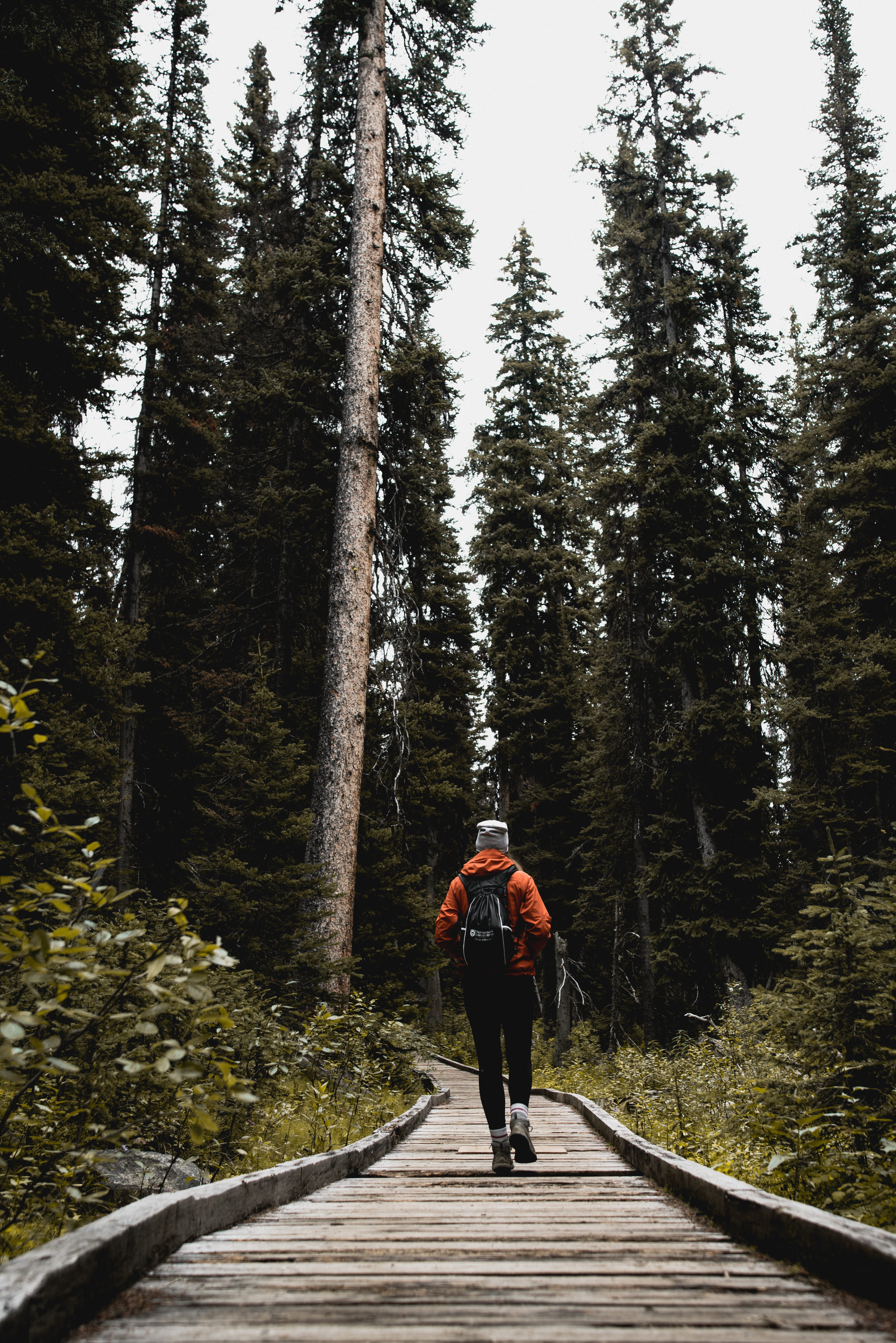 exercising, ll bean, sport, forest walk, nature, tree, running, healthy Lifestyle, summer, journey, walking on an adventure, male, landscape, footpath, Phone HD Wallpaper