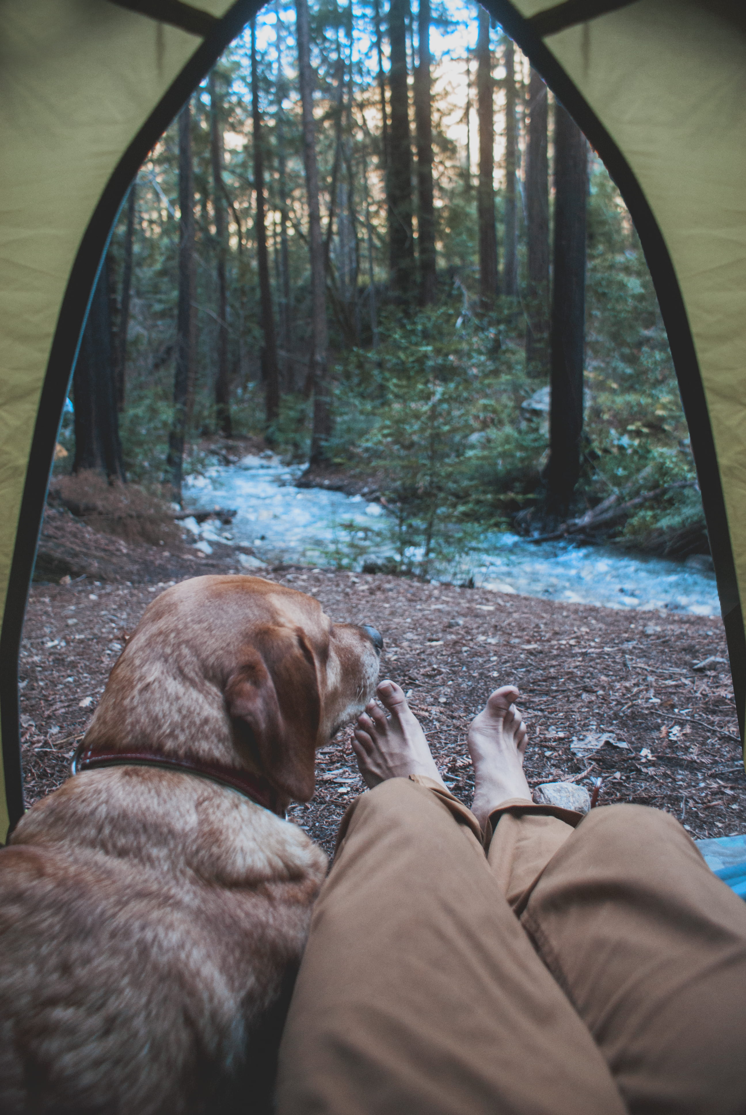 tree, domestic animals, person, 4K, canine, one person, animal themes, dog, stream, pet, mammal, outdoors, human leg, lying down, pets, woods, human body part, Phone HD Wallpaper
