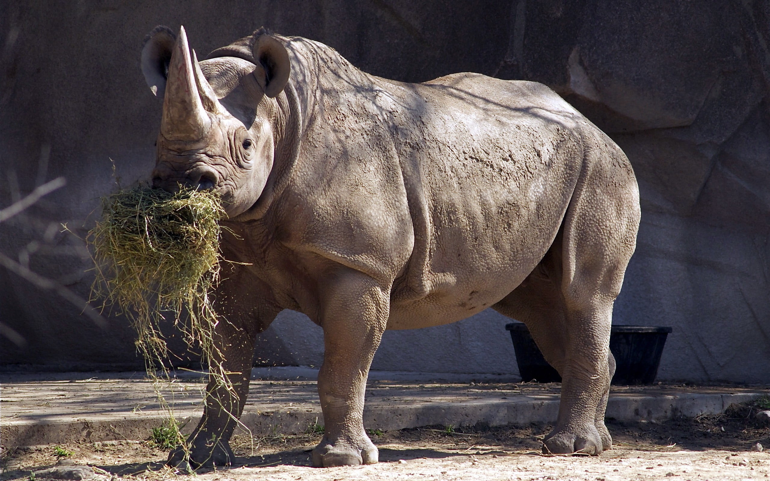 animals In The Wild, outdoors, large, herbivorous, vertebrate, zoology, mammal, sunlight, rhino, animal themes, nature, 2K, travel, wildlife, zoo, no people, HD Wallpaper