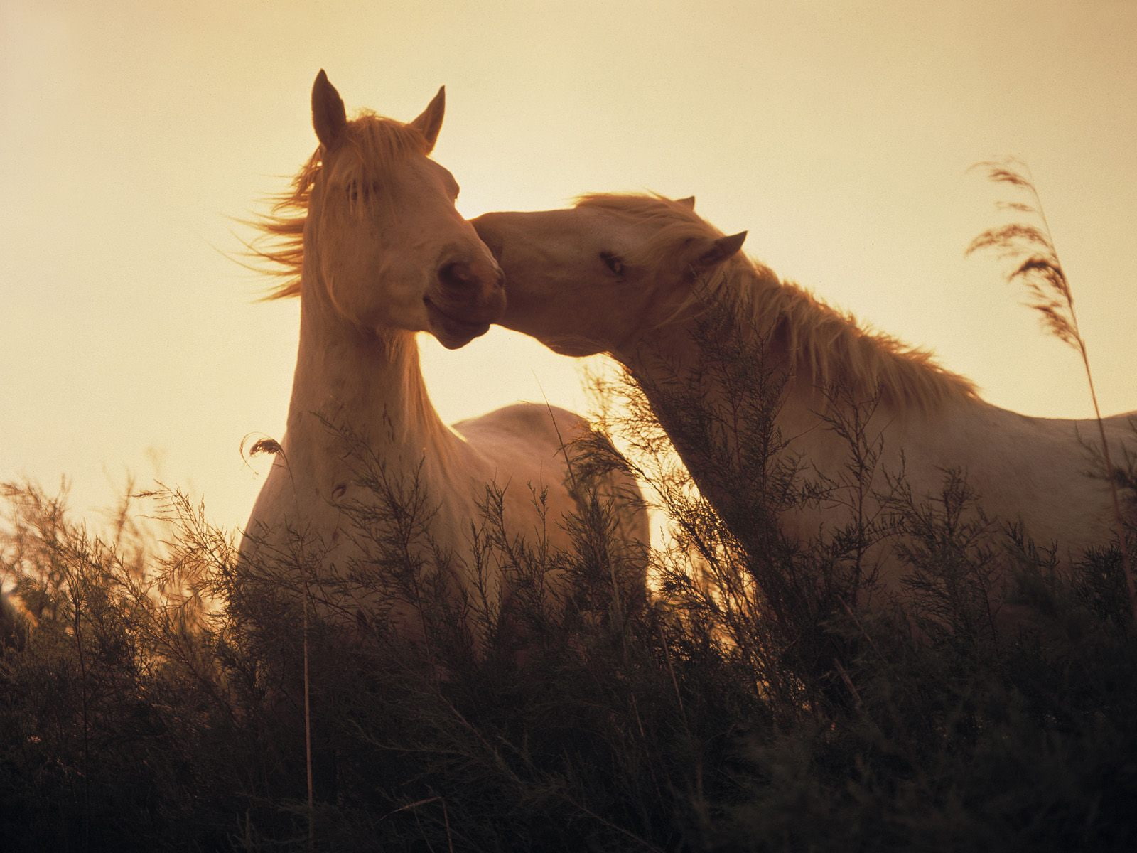 kiss, horses, animals, 720P, HD Wallpaper