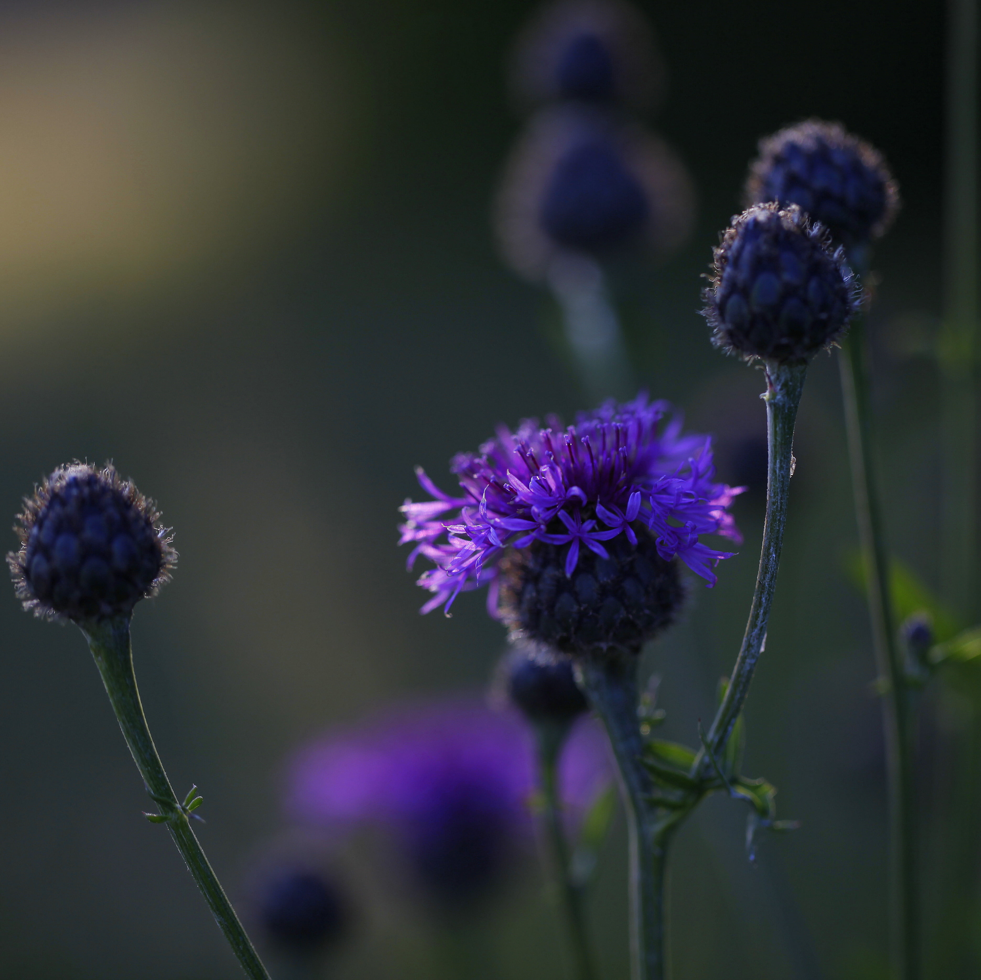 bokeh, bright, macro, buds, nature, alice walker, dont, plant, wildflowers, selective focus, photography, focus, close-up, Cornflower, field, closeup, evening light, HD Wallpaper